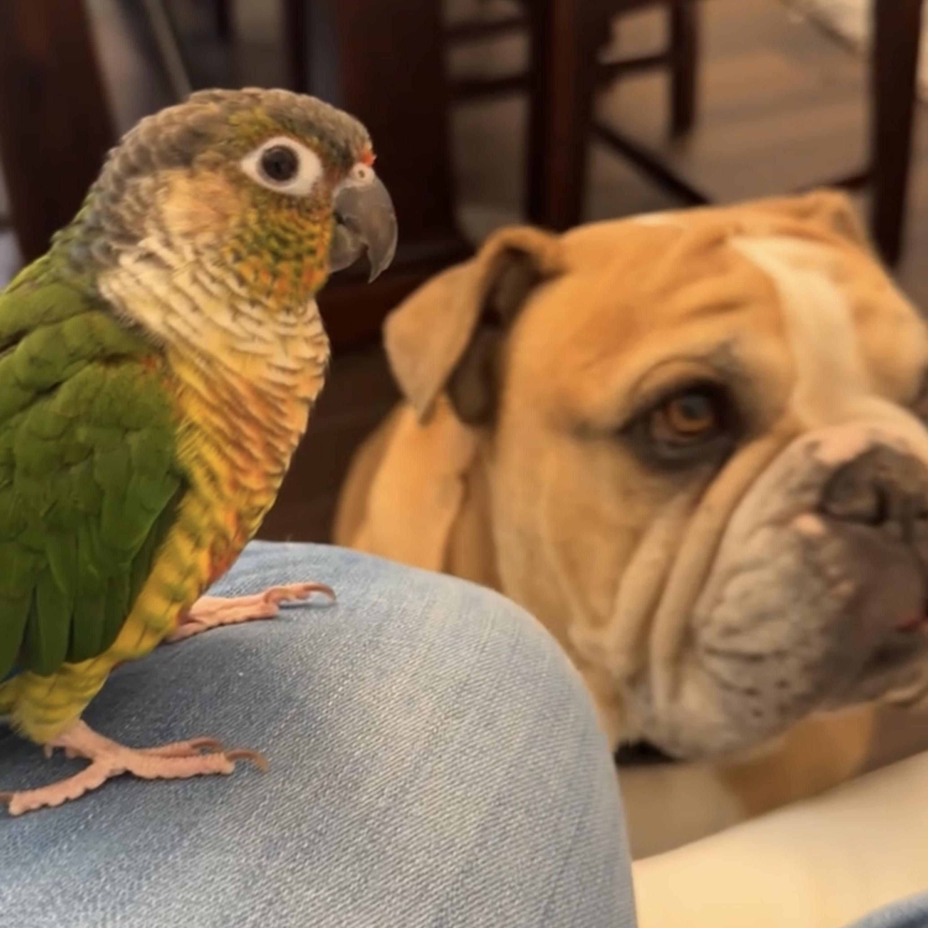 Parakeet artwork
