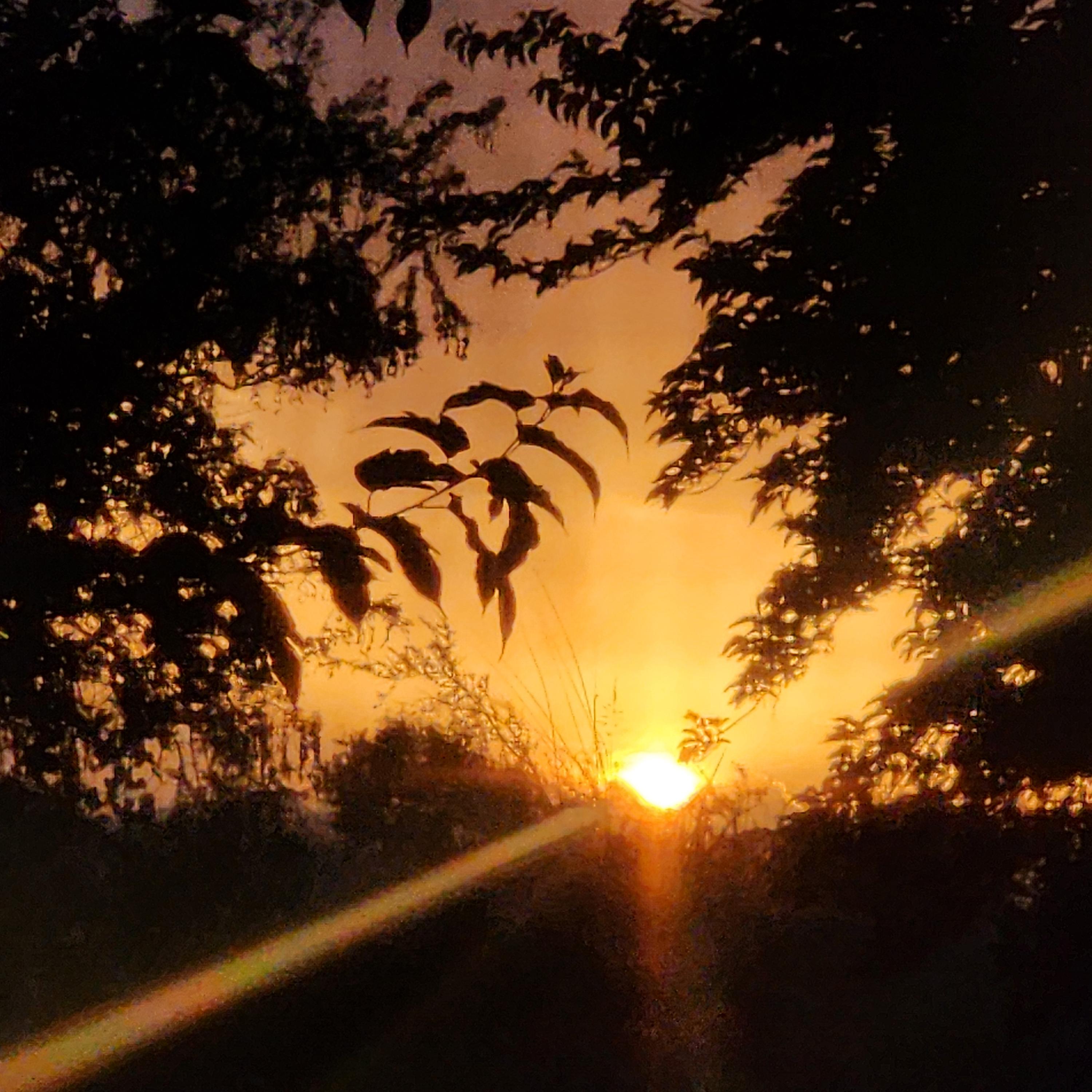 sunlight artwork