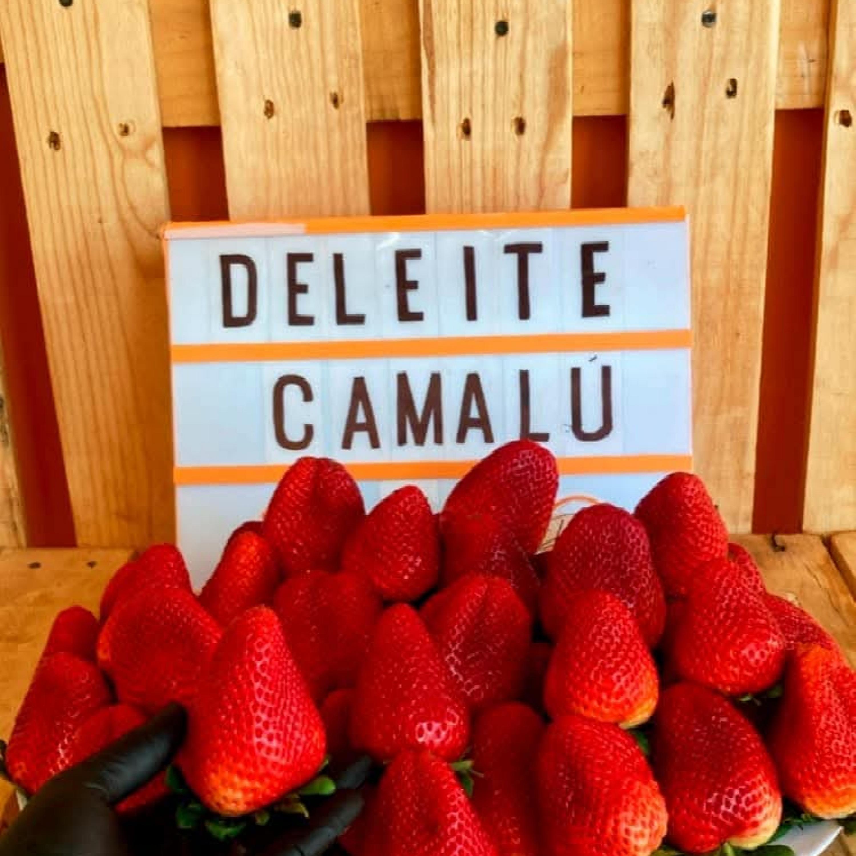 Tía Yani's Deliete Feast Camalu artwork