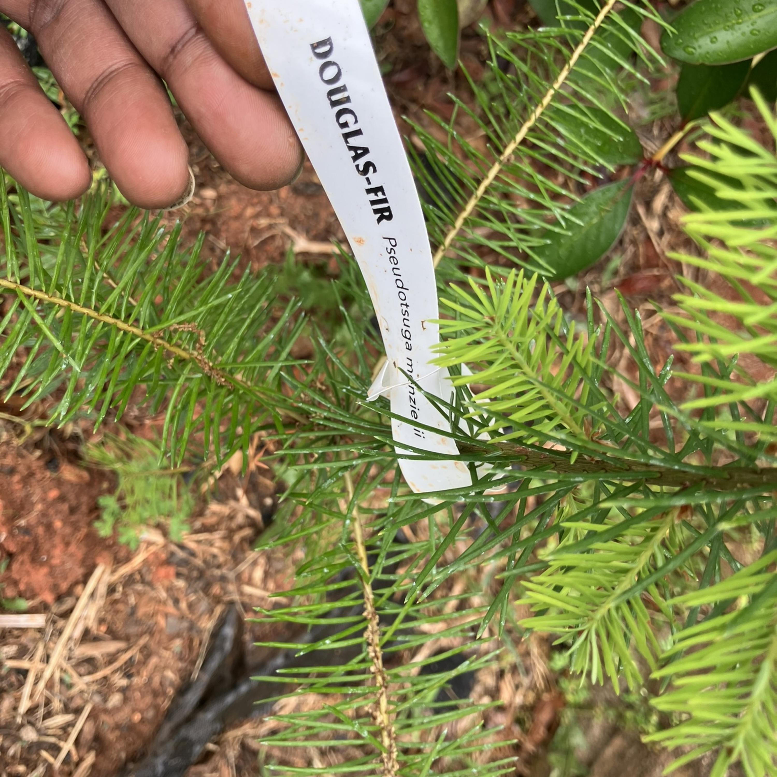 Spentttttttt two! fifty! ON SOME JORDANS artwork