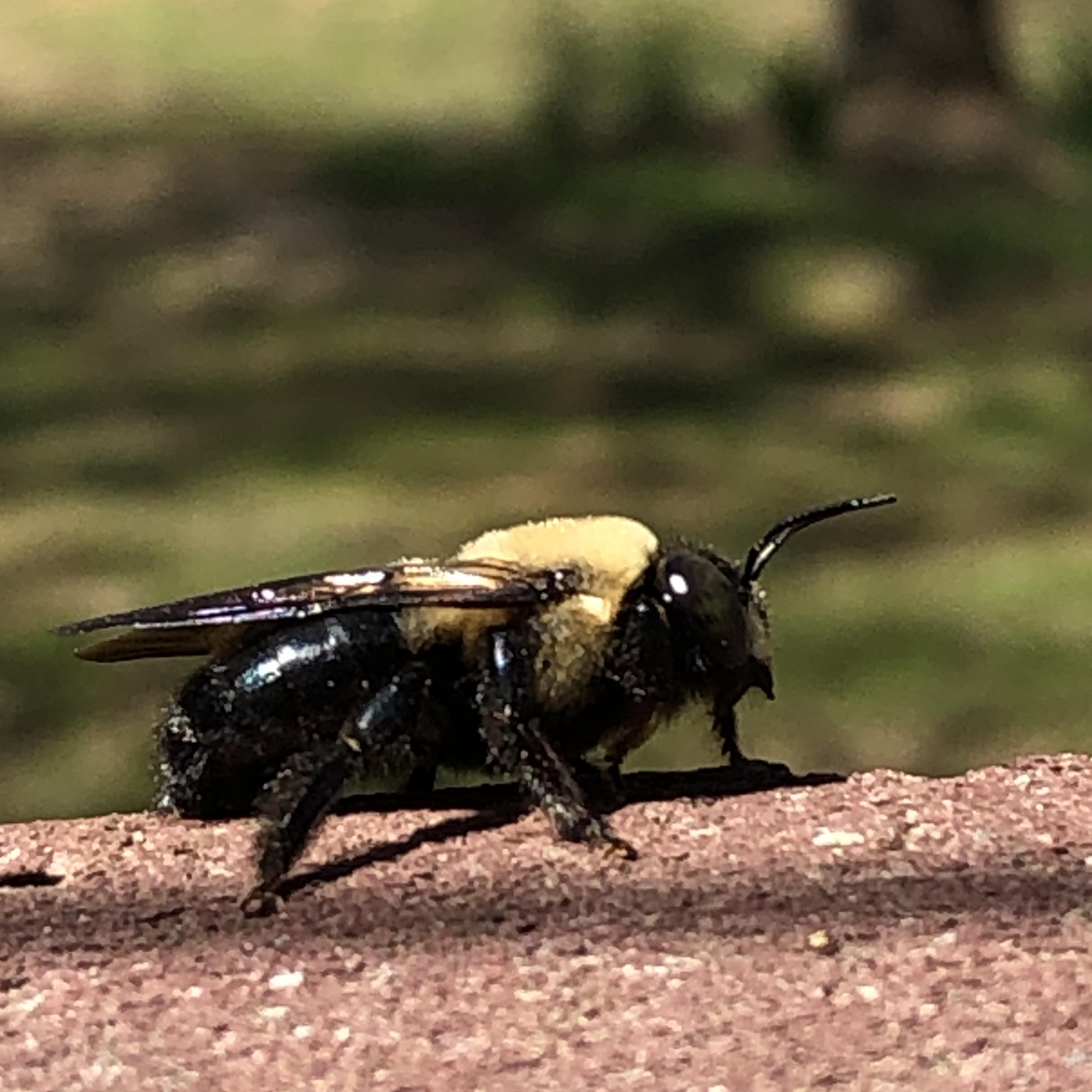 Shoobydiddydahdoo artwork