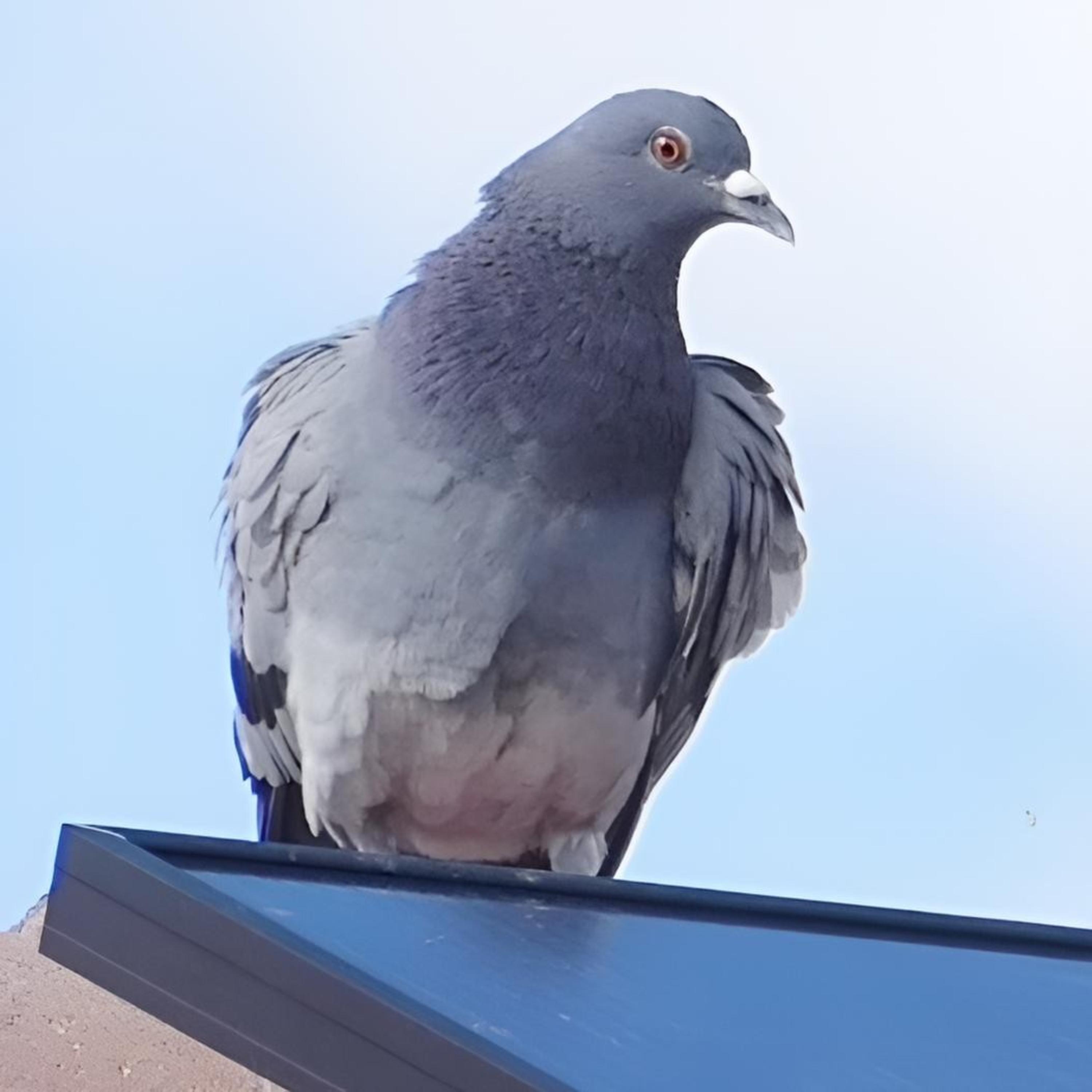 Gracie The Pigeon Flew artwork