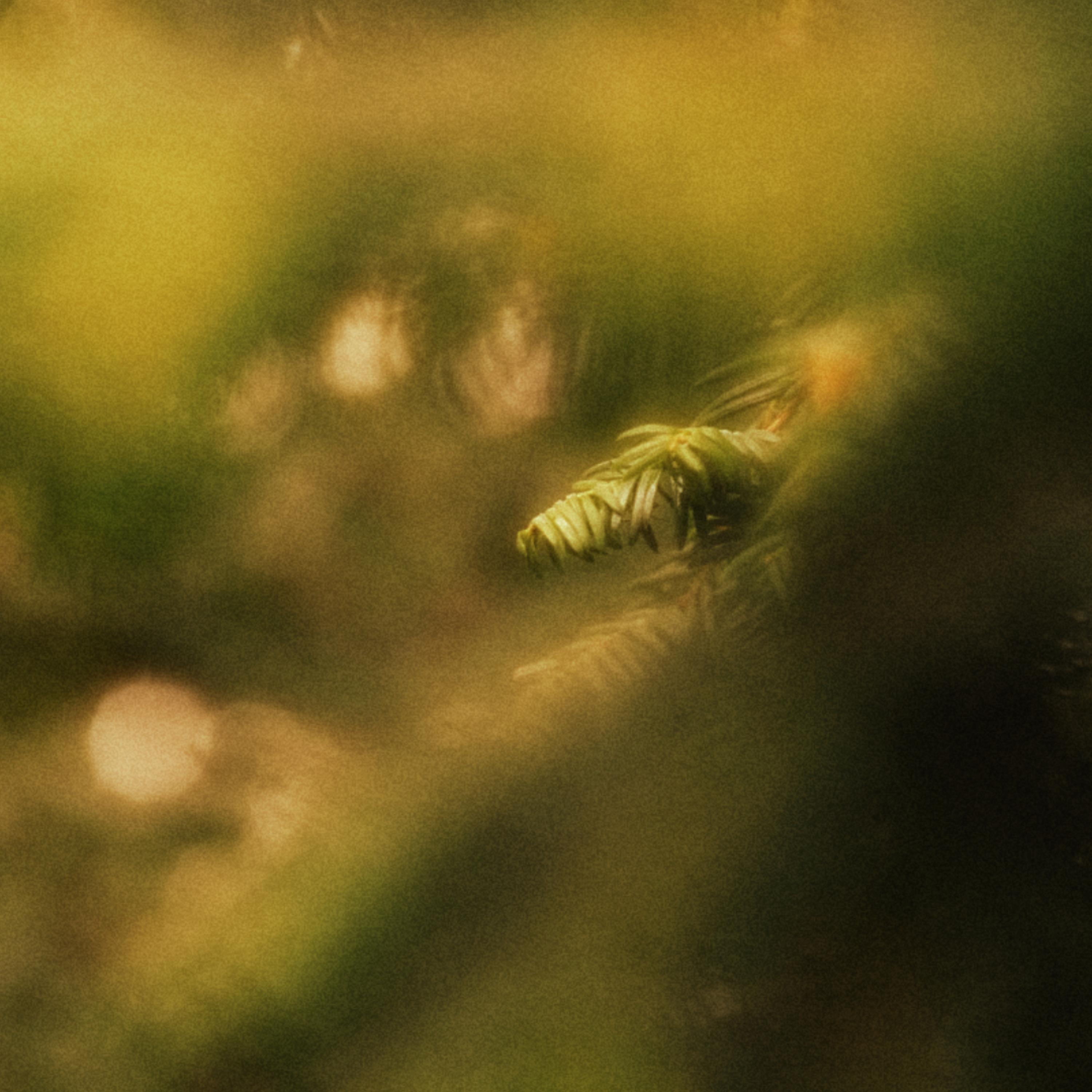 Evergreen artwork