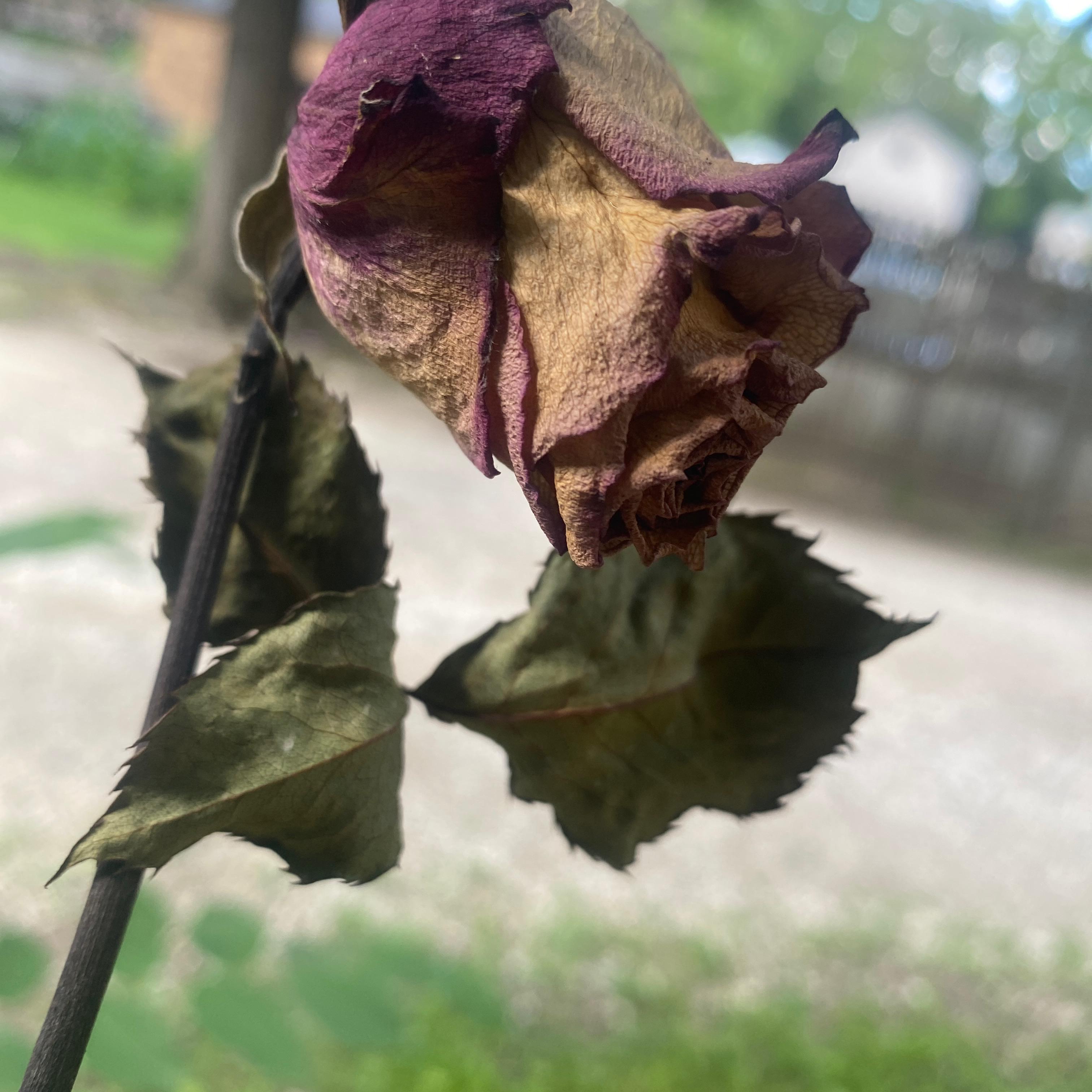Last Rose artwork