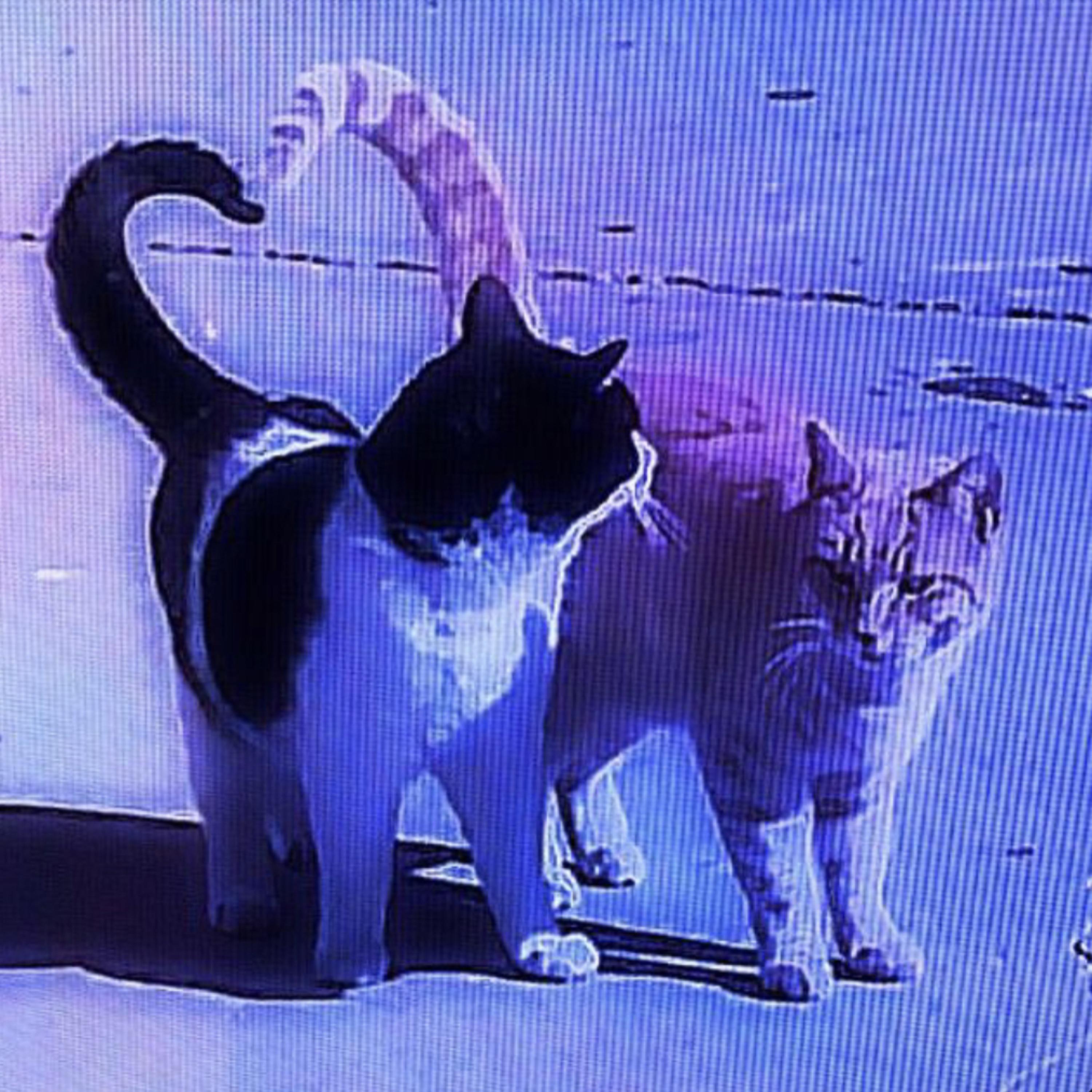 not the same artwork