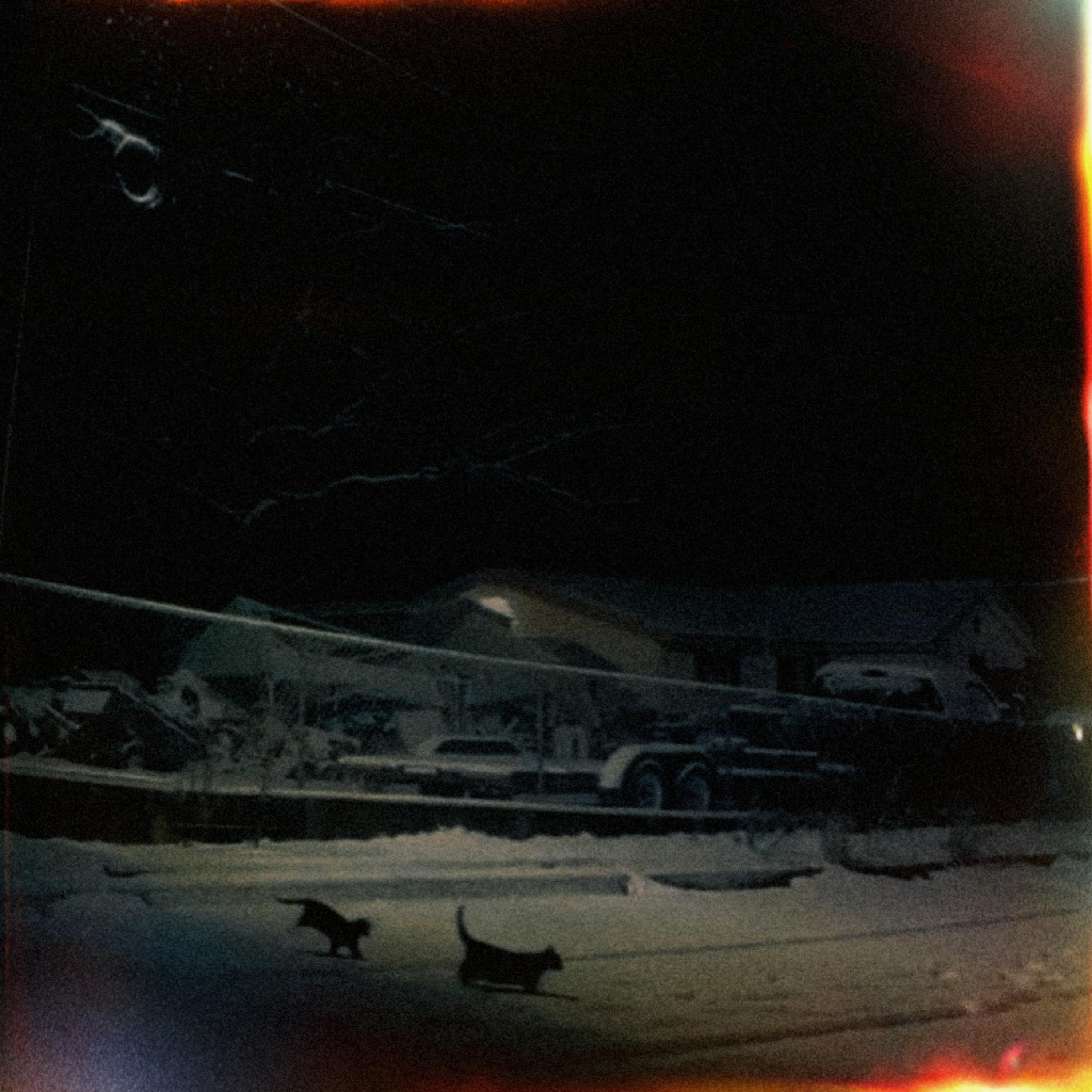 cats playing in the cold artwork