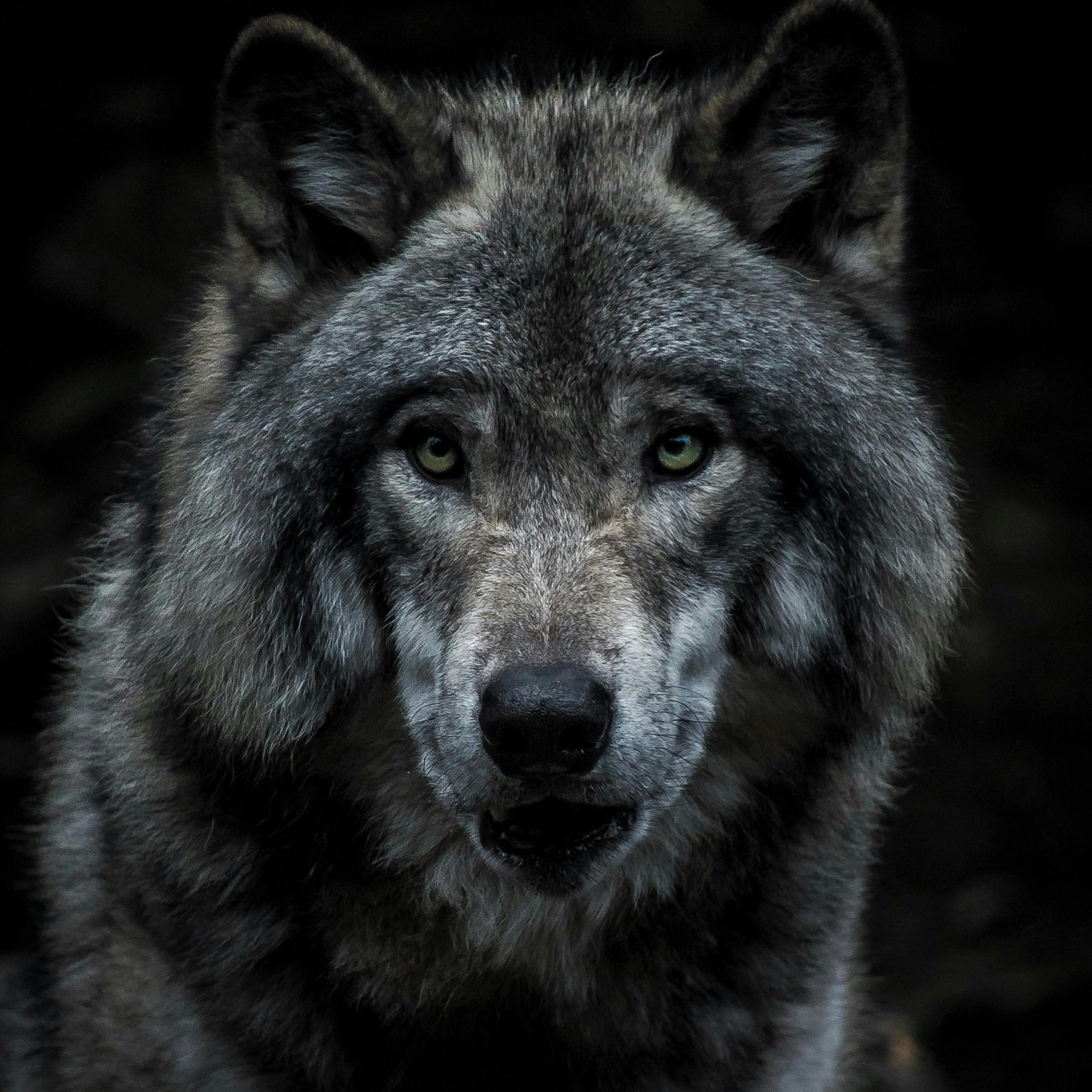 I Am The Wolf artwork