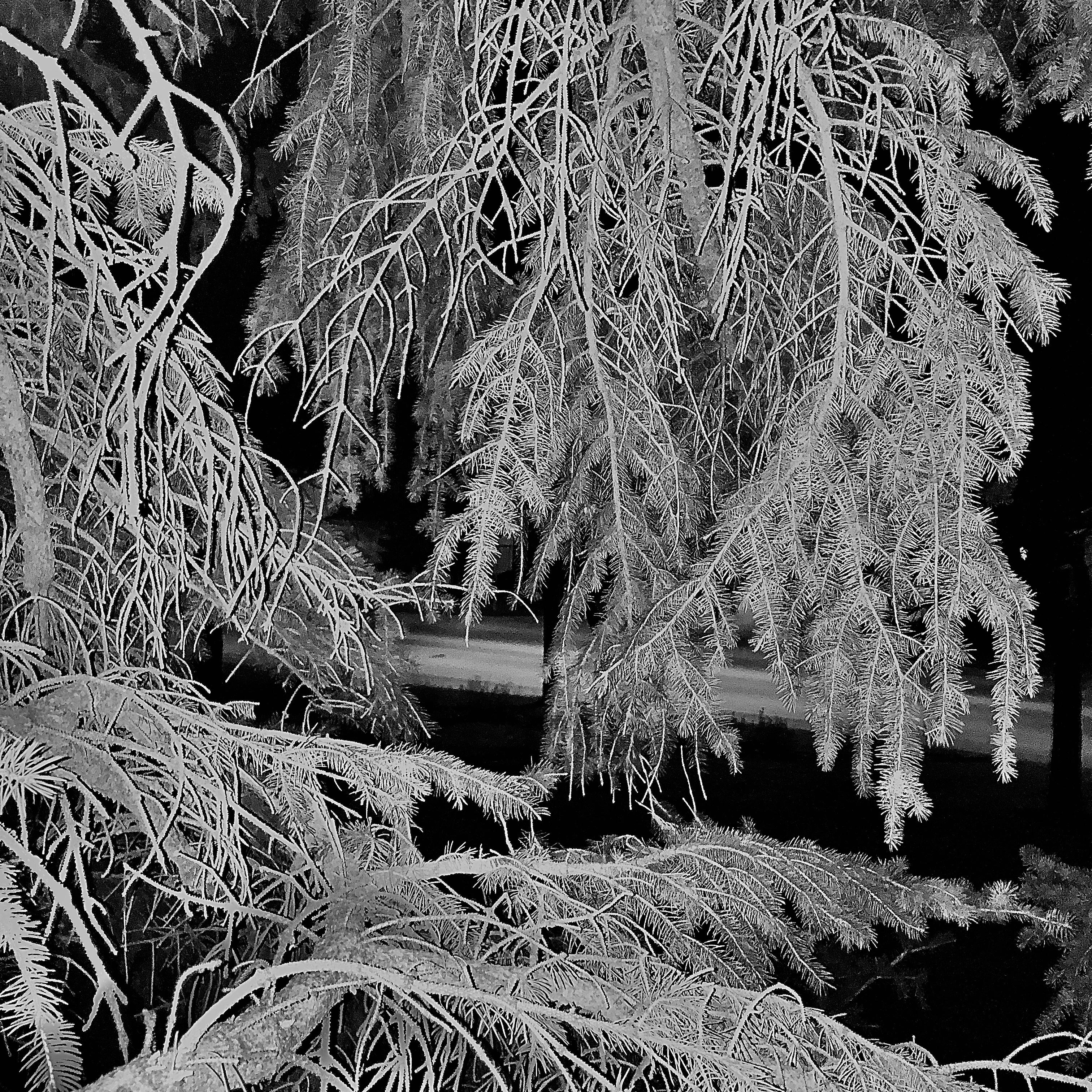 enter the woods artwork