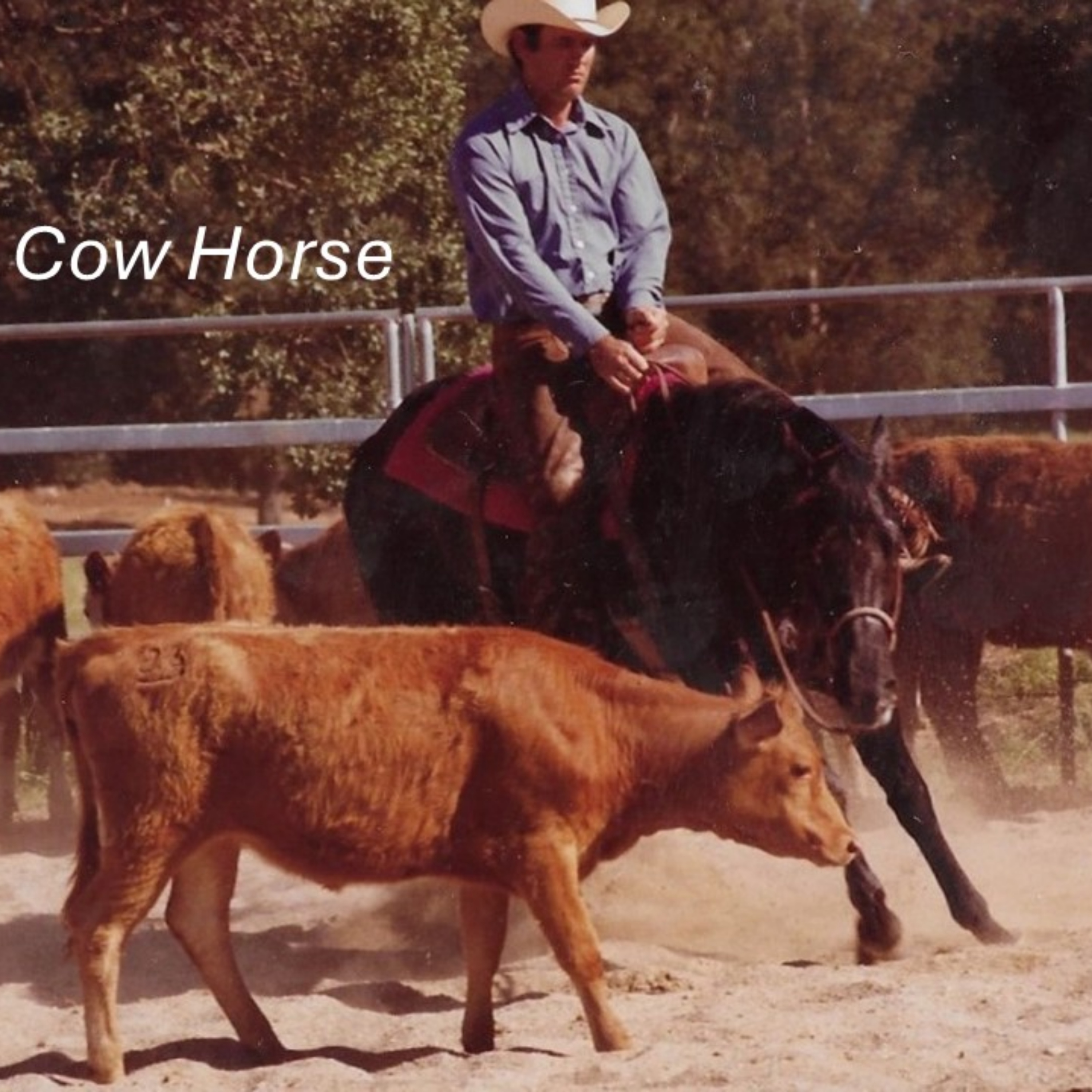 Cow Horse artwork