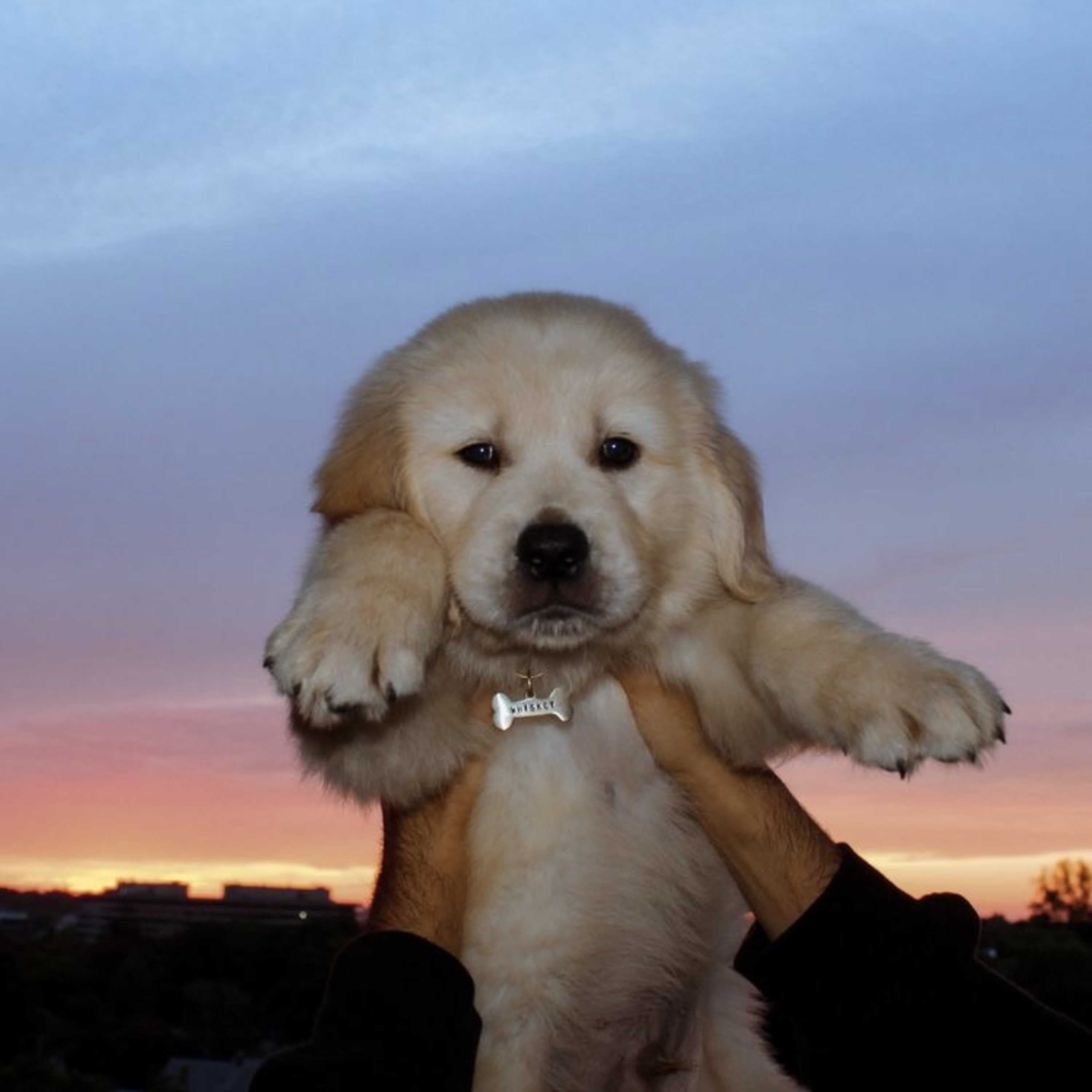 Golden Retriever artwork