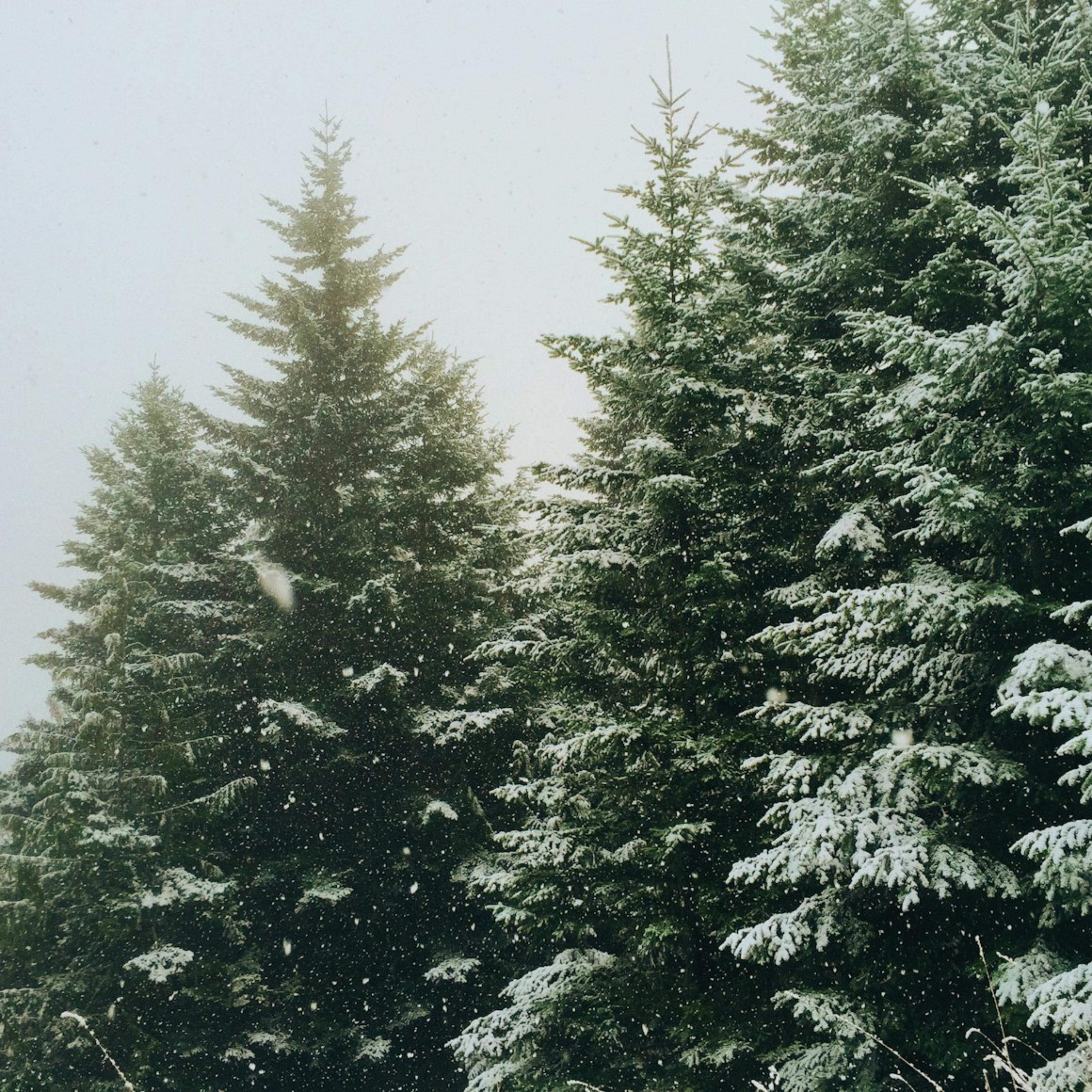 Found her in the pines artwork