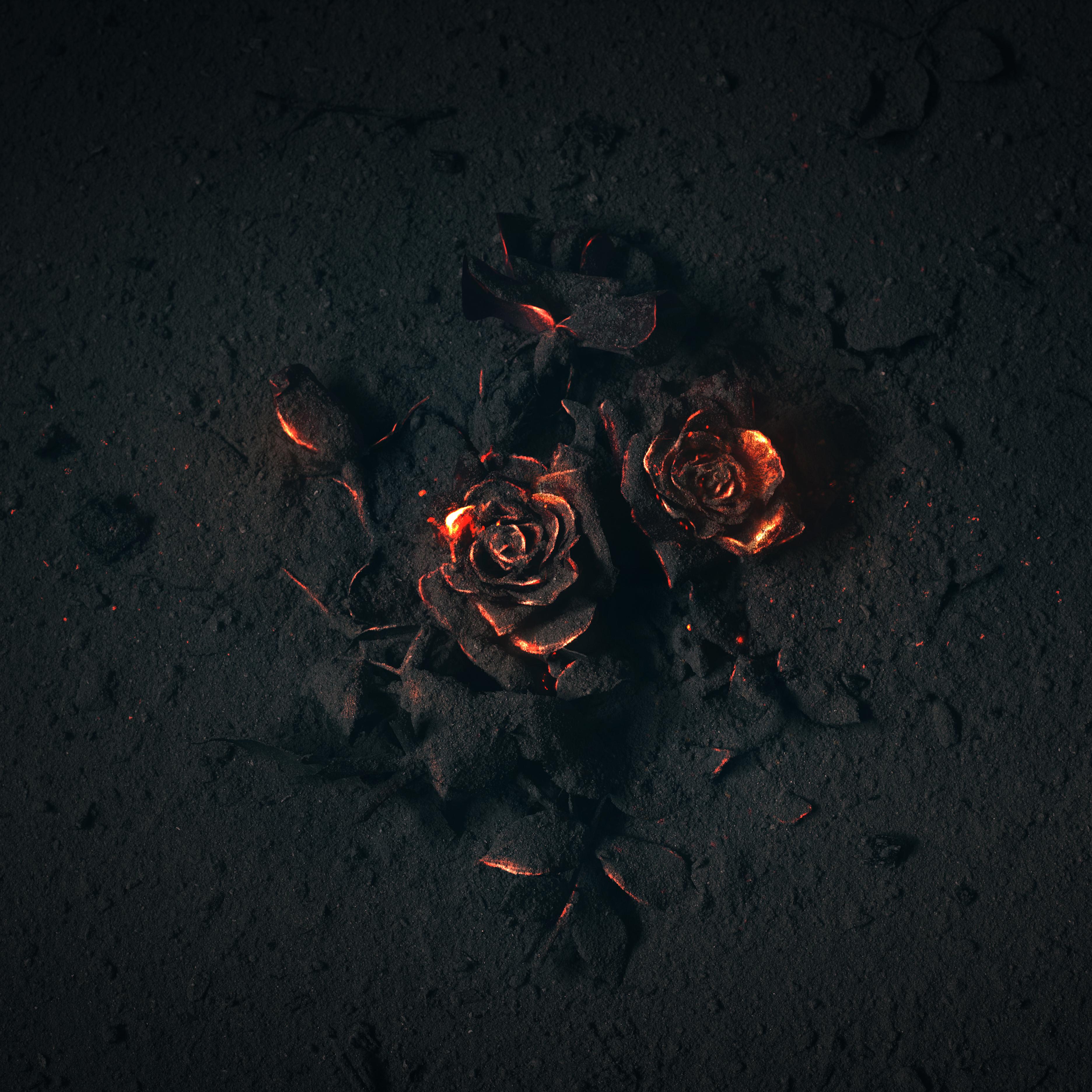 MidNight artwork