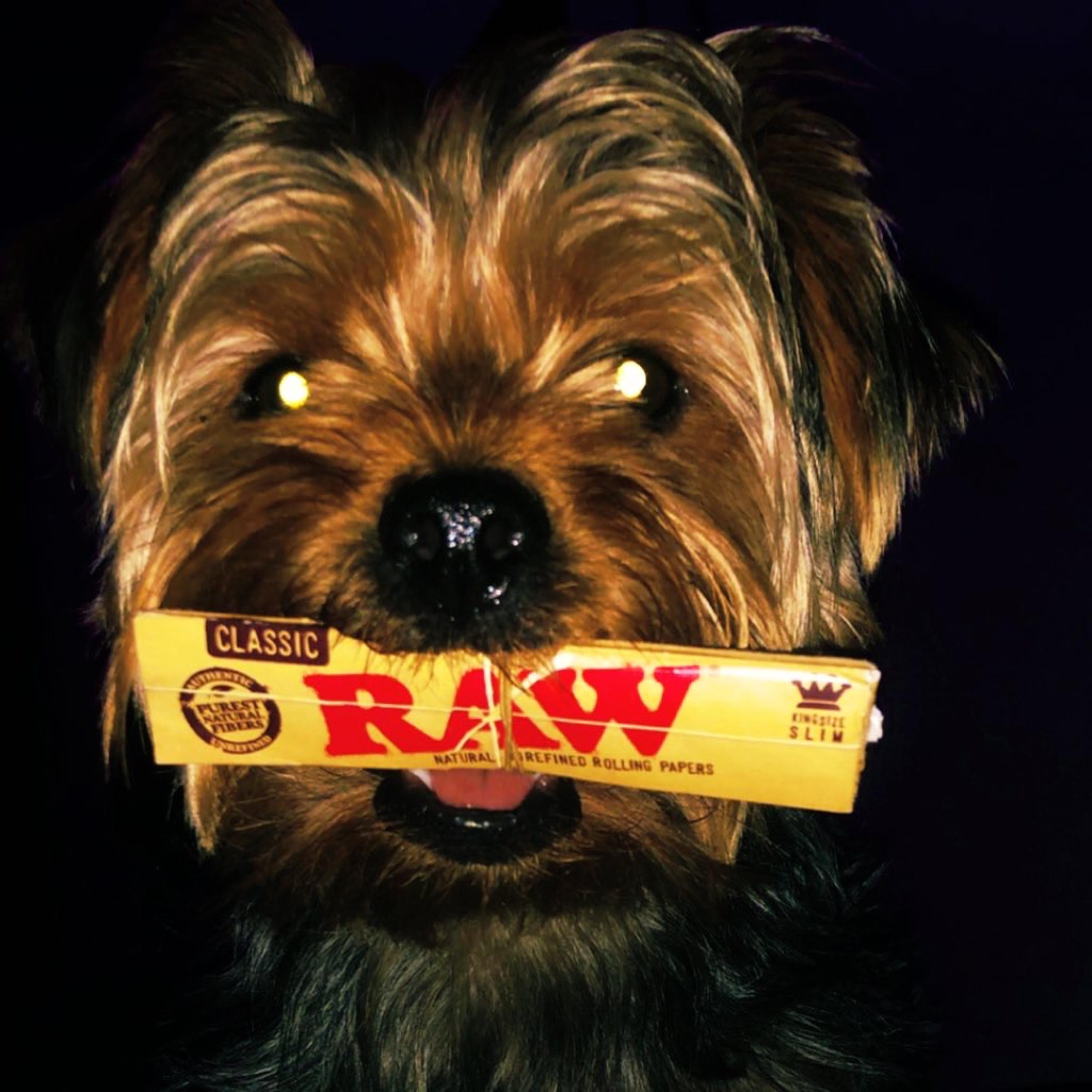 TALES OF A TERRIER by LEX1 cover art