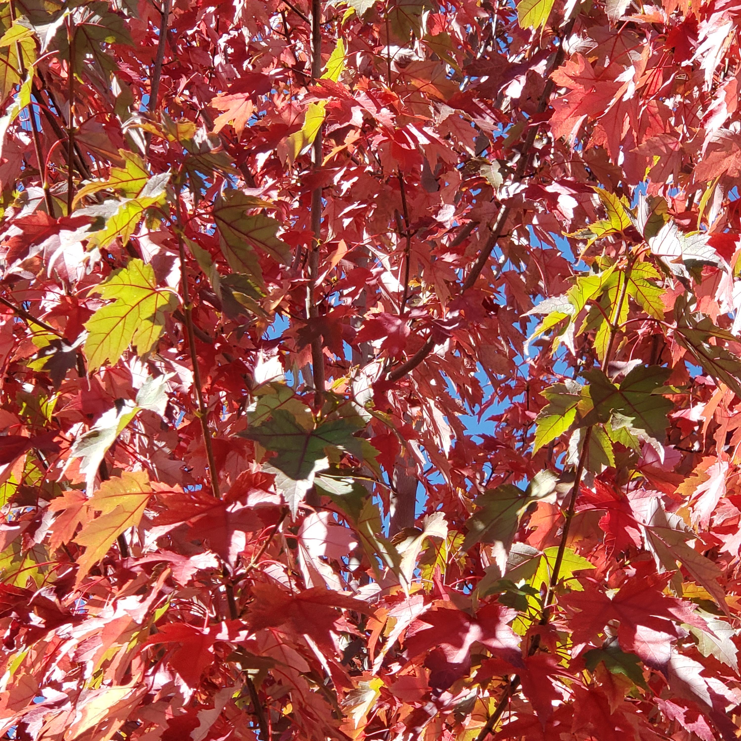 Fall by Jess's songs cover art
