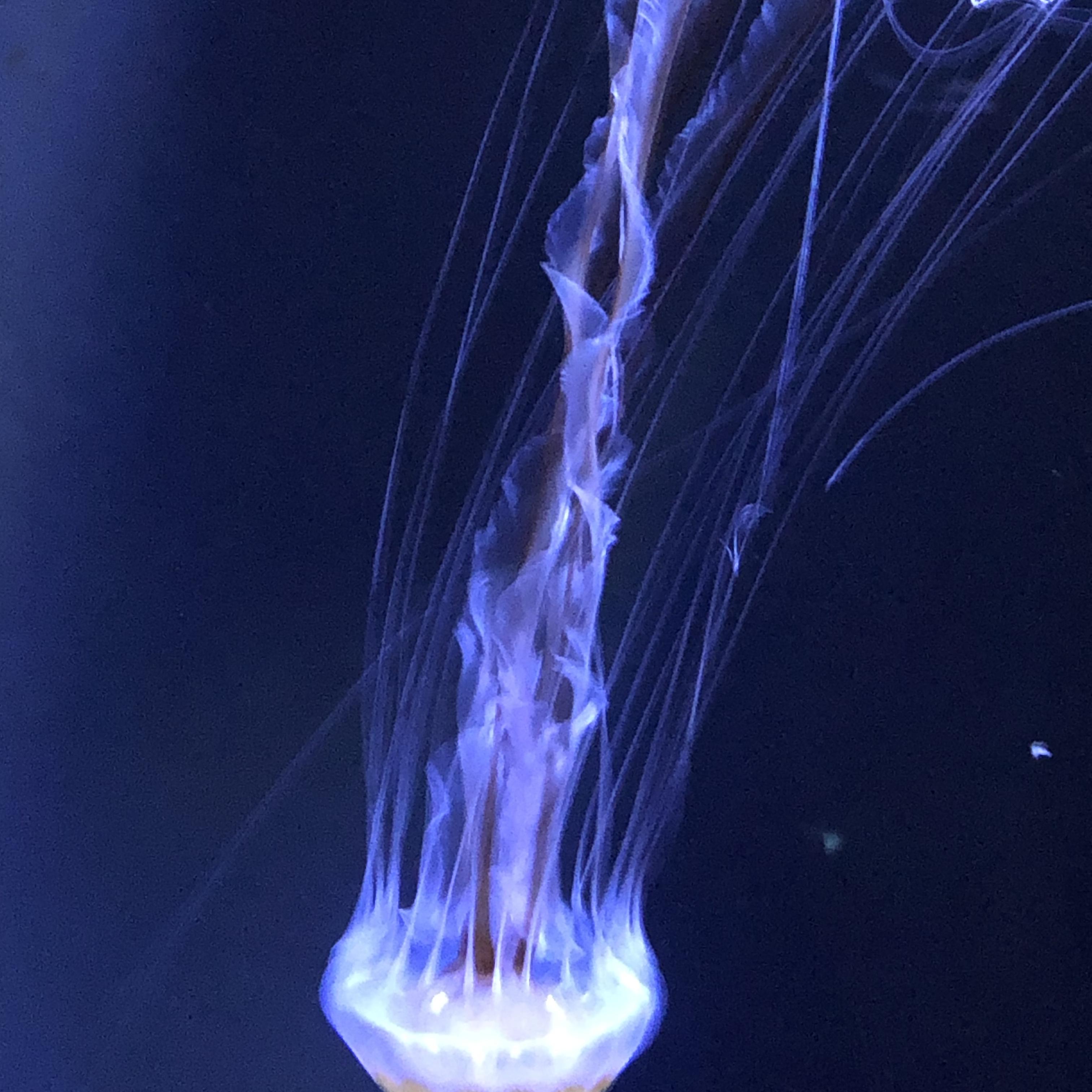 Cognitive Dissonance artwork