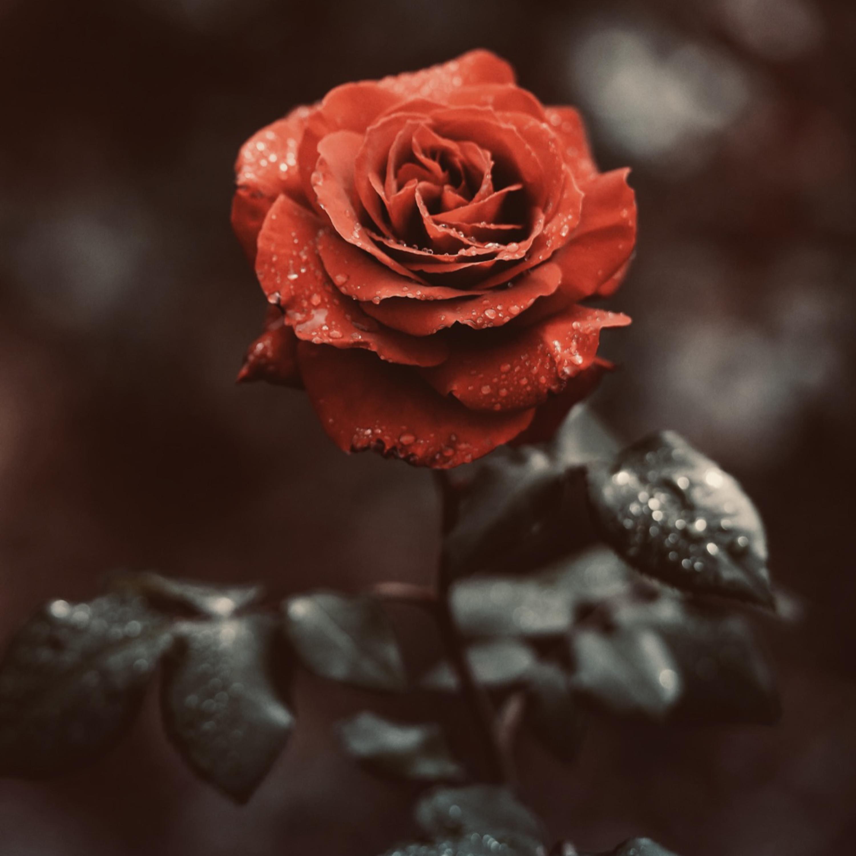 Forgiven not Forgotten artwork