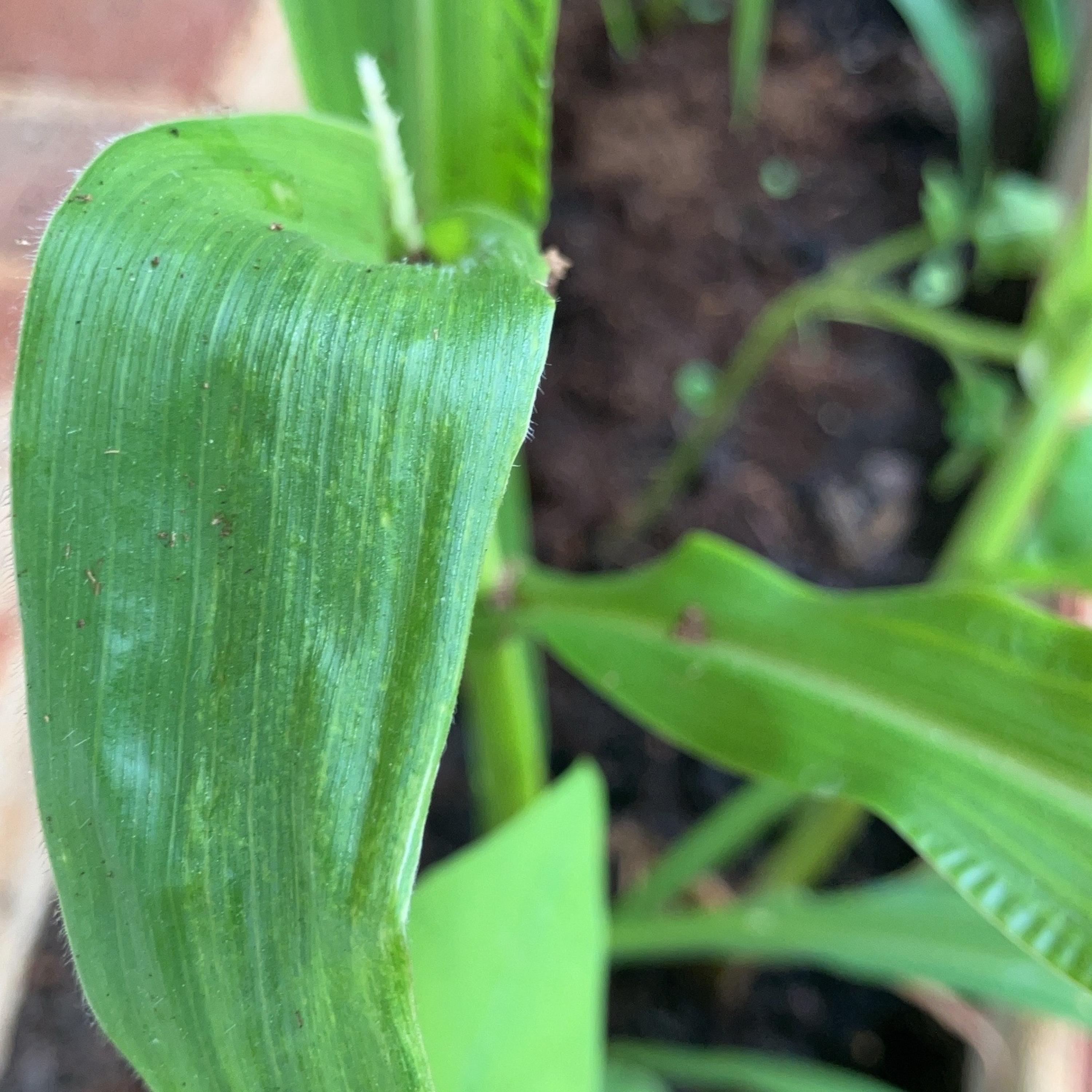 SOUP AND SHORT AND SUMMER LOVING SPRING artwork