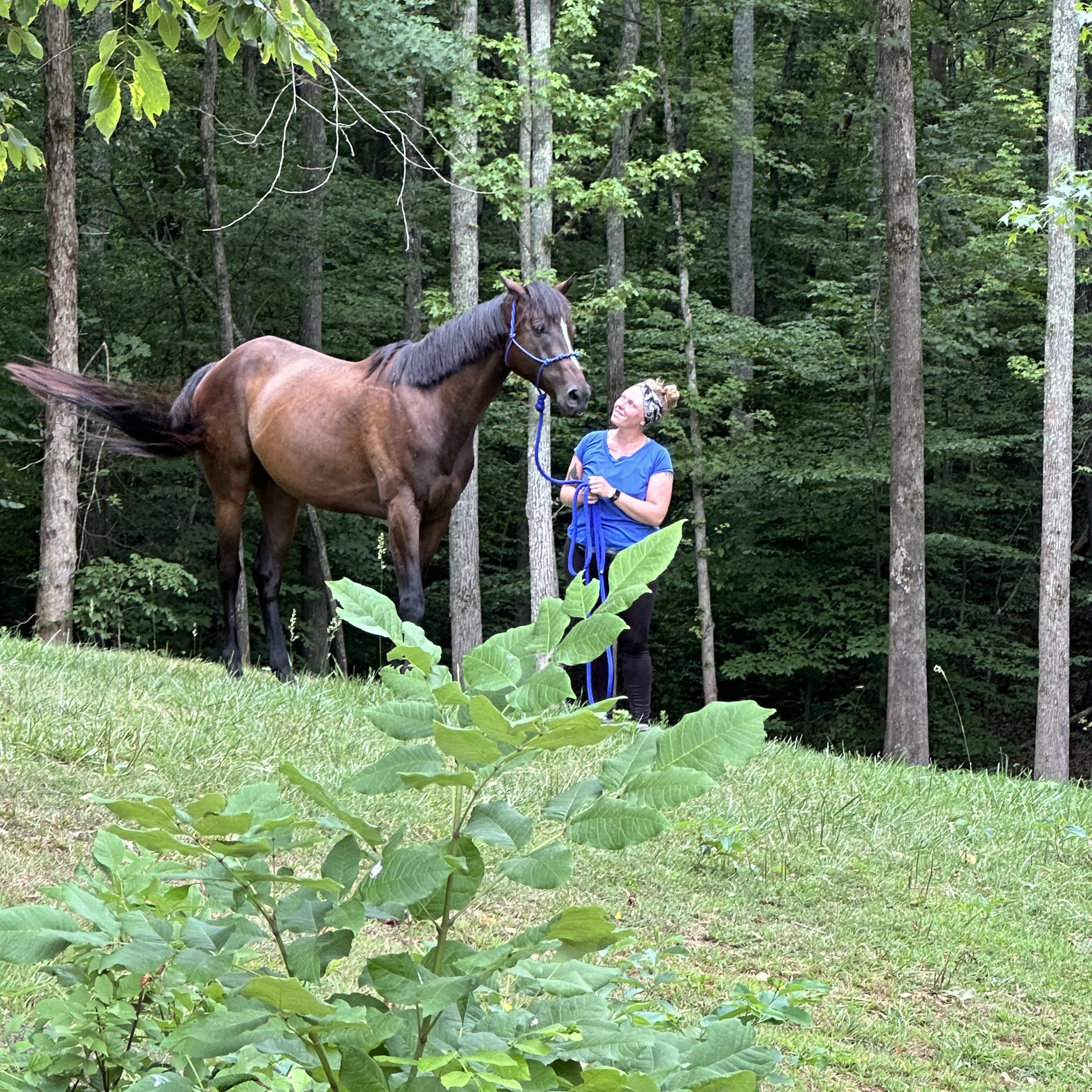 Southern Canter artwork