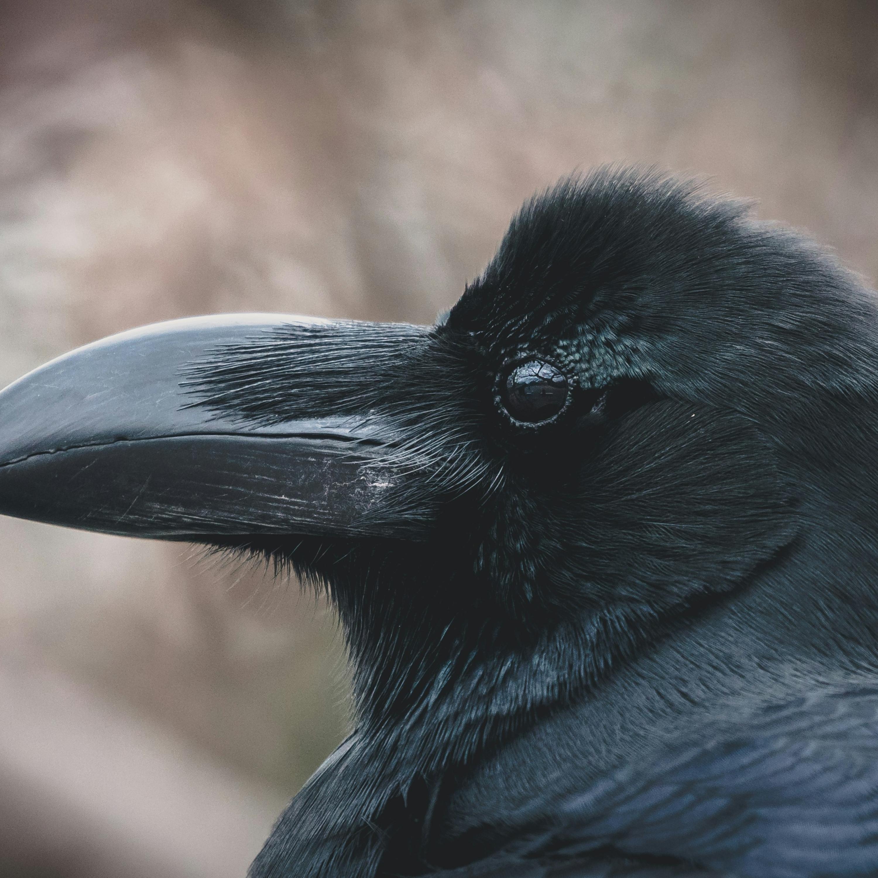 Raven's Bright artwork