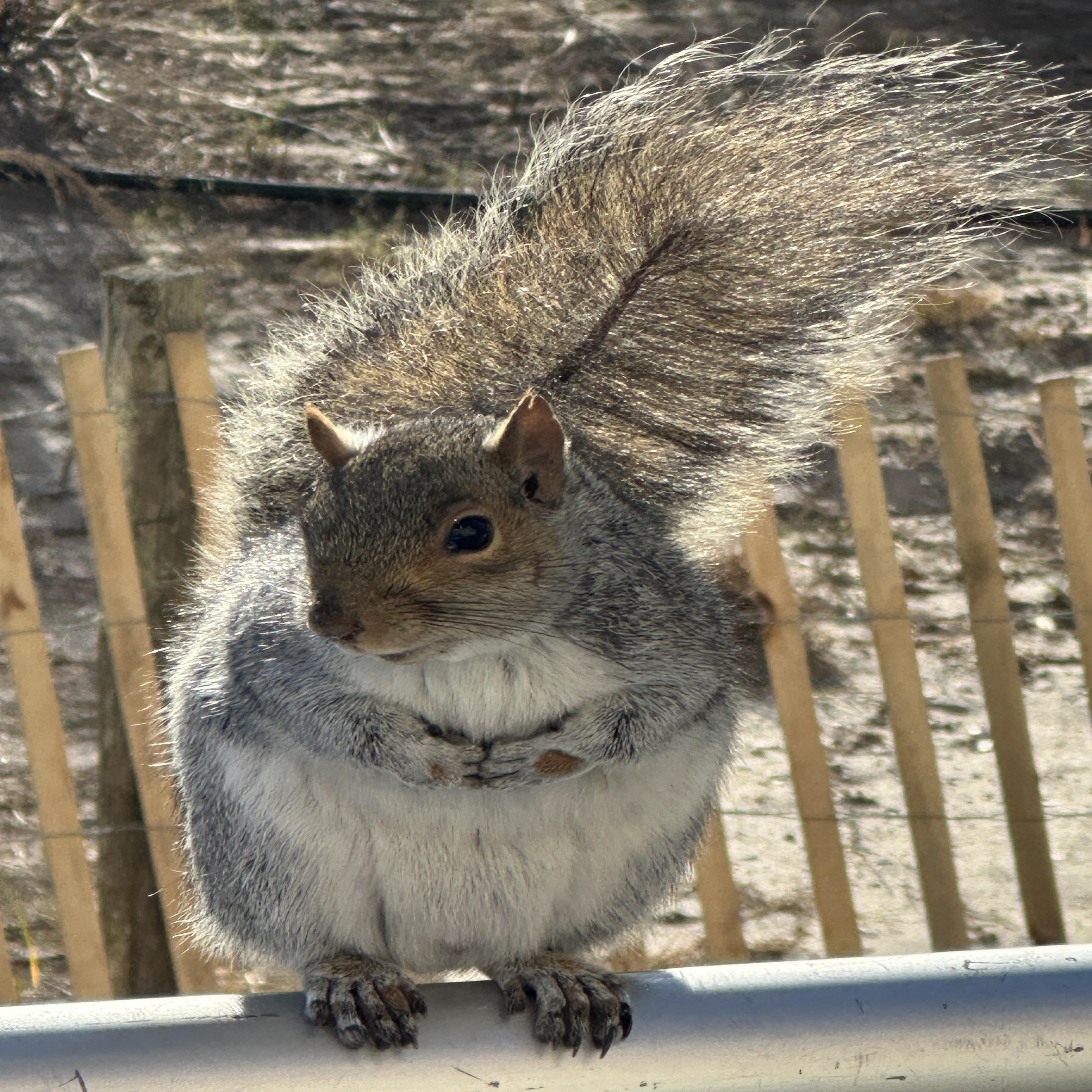 Boardwalk Squirrels artwork