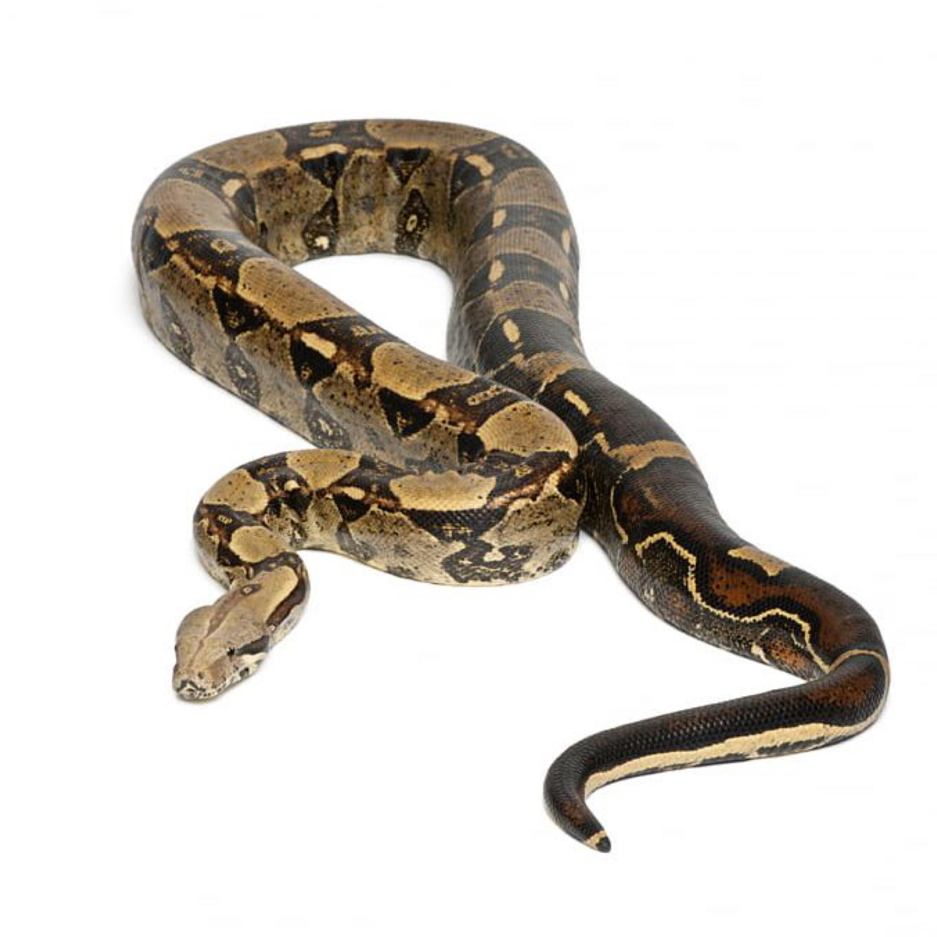 Snake artwork