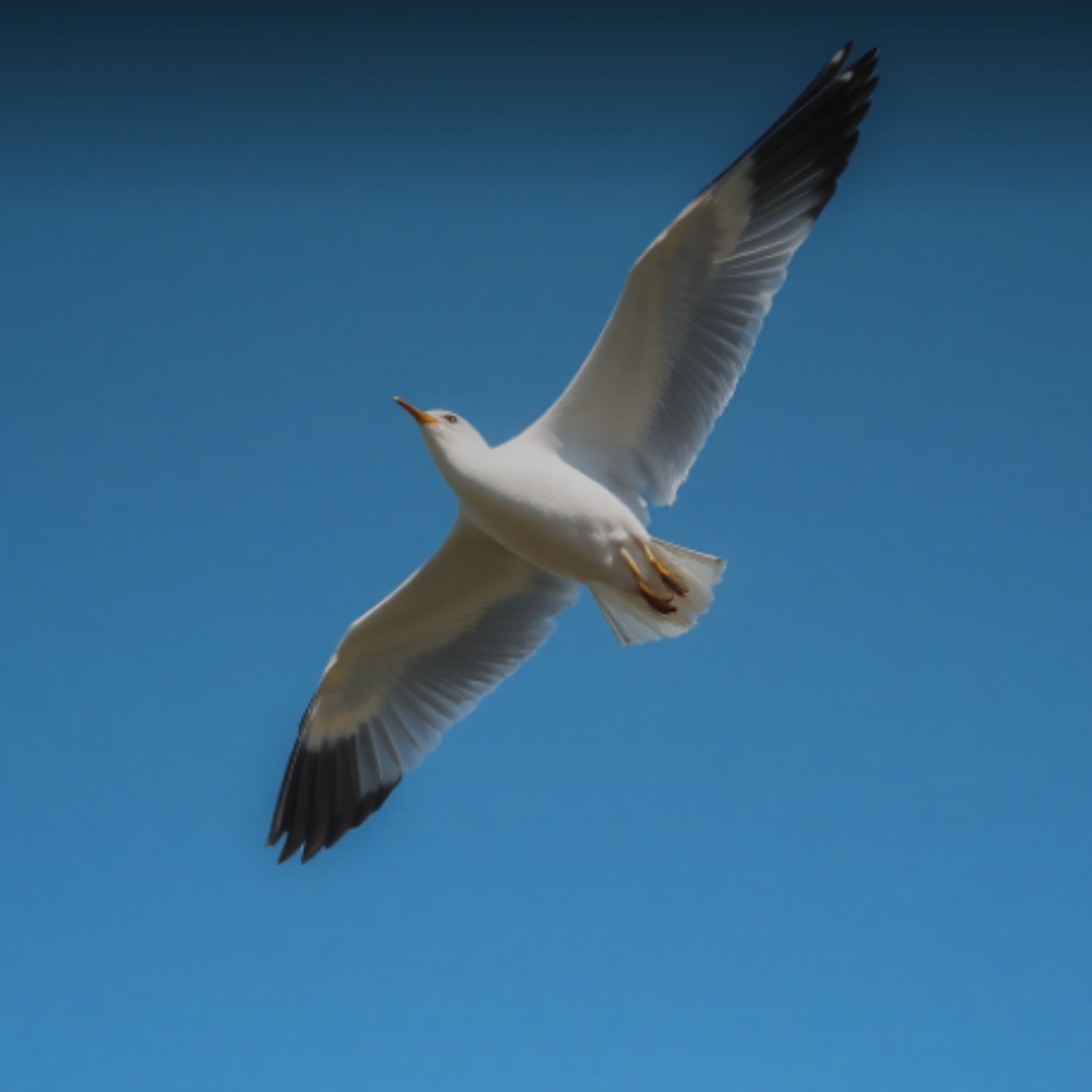 SOY PEREGRINO artwork