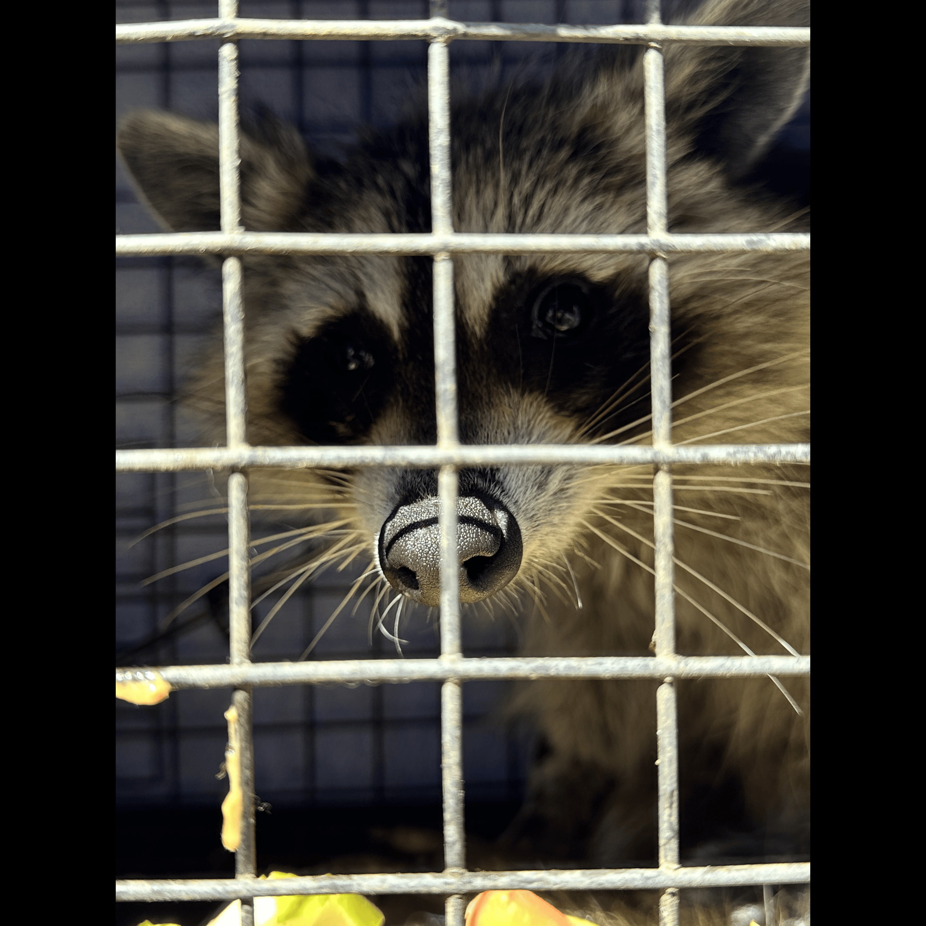 Bandit's Song artwork