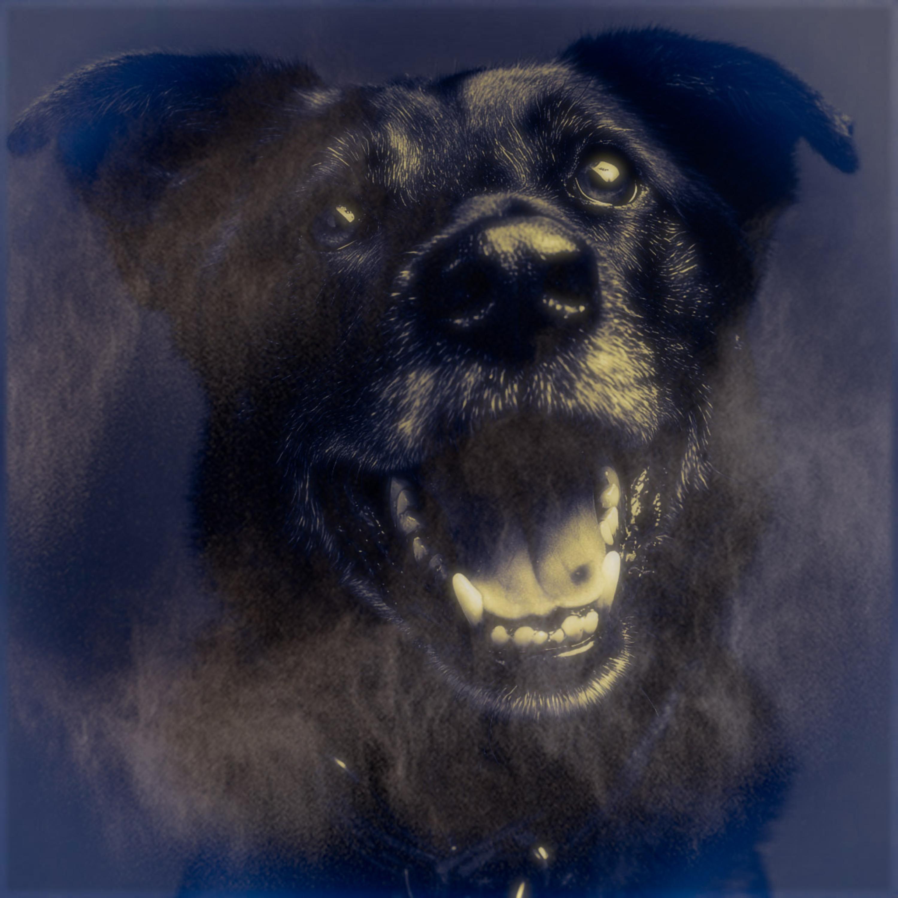 4 THA DOGS artwork