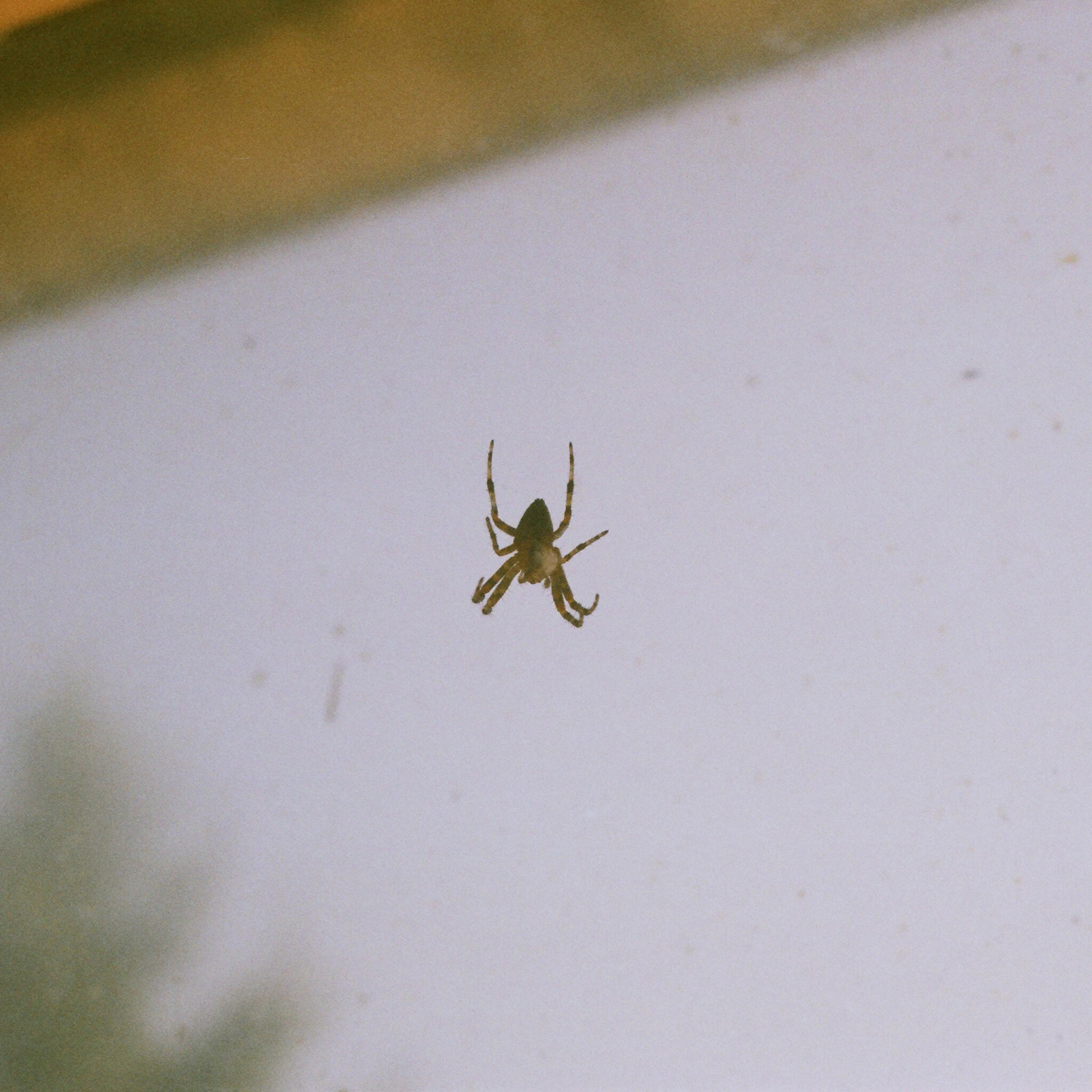 Gothic Chopper artwork