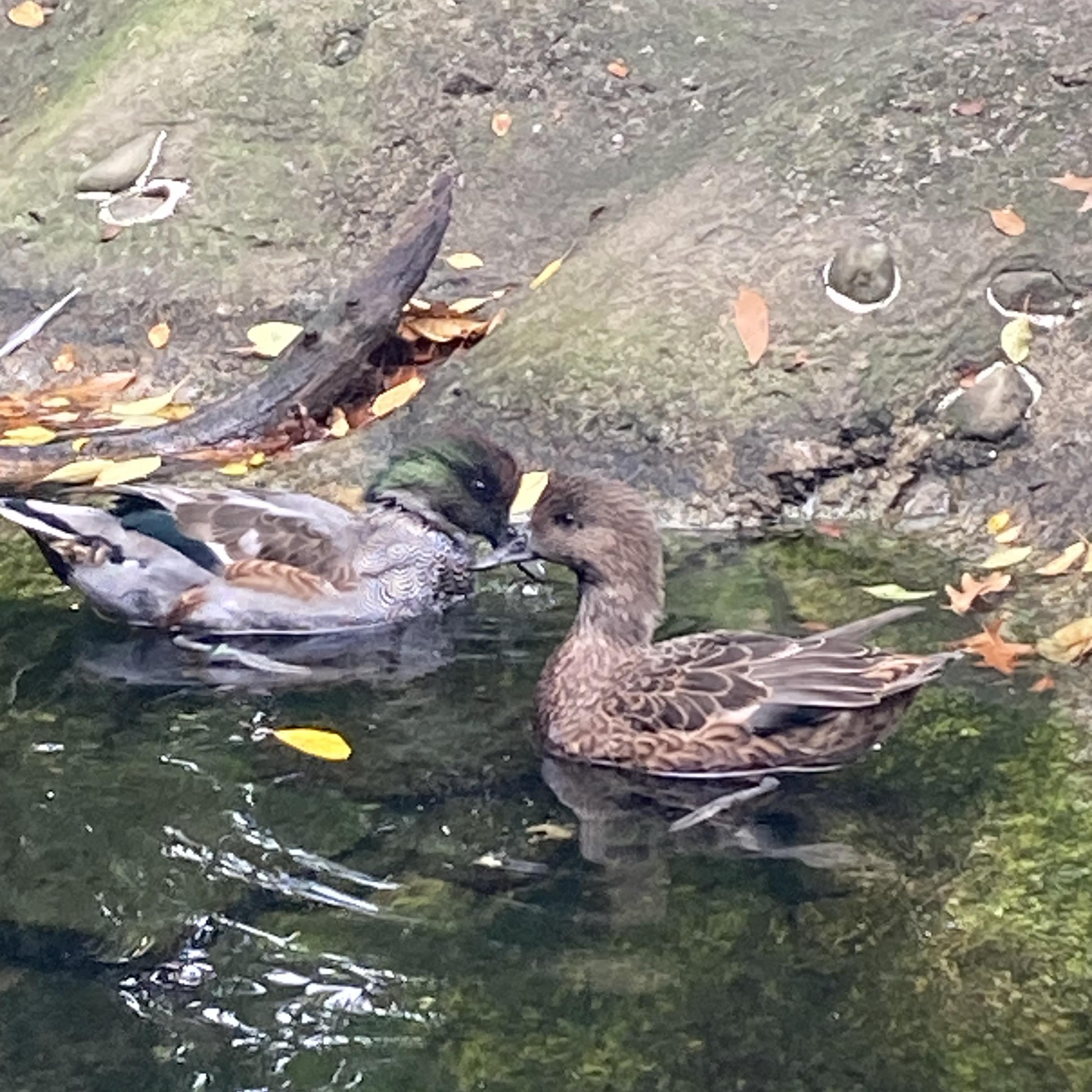 Ducks In A Row artwork