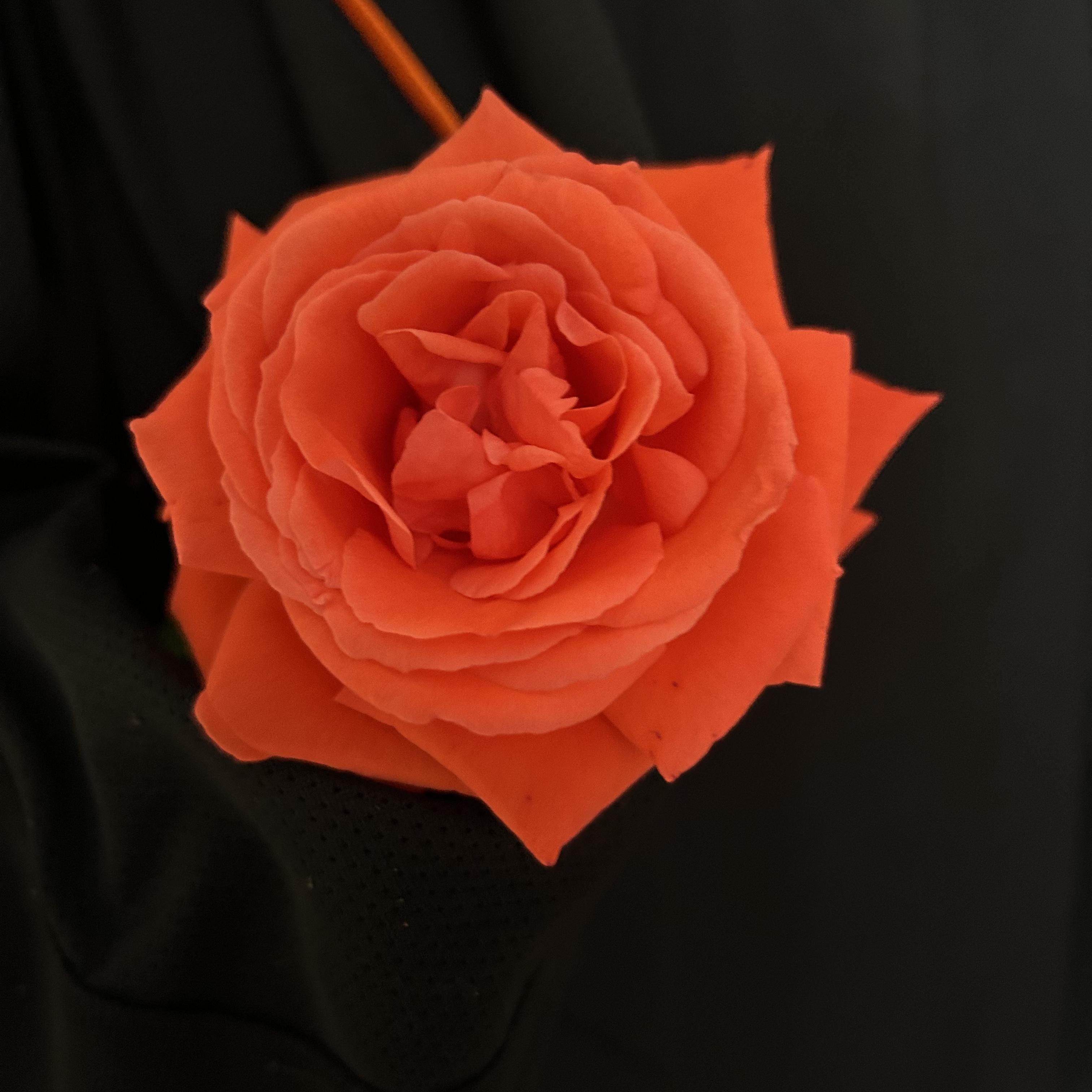 My Rose artwork