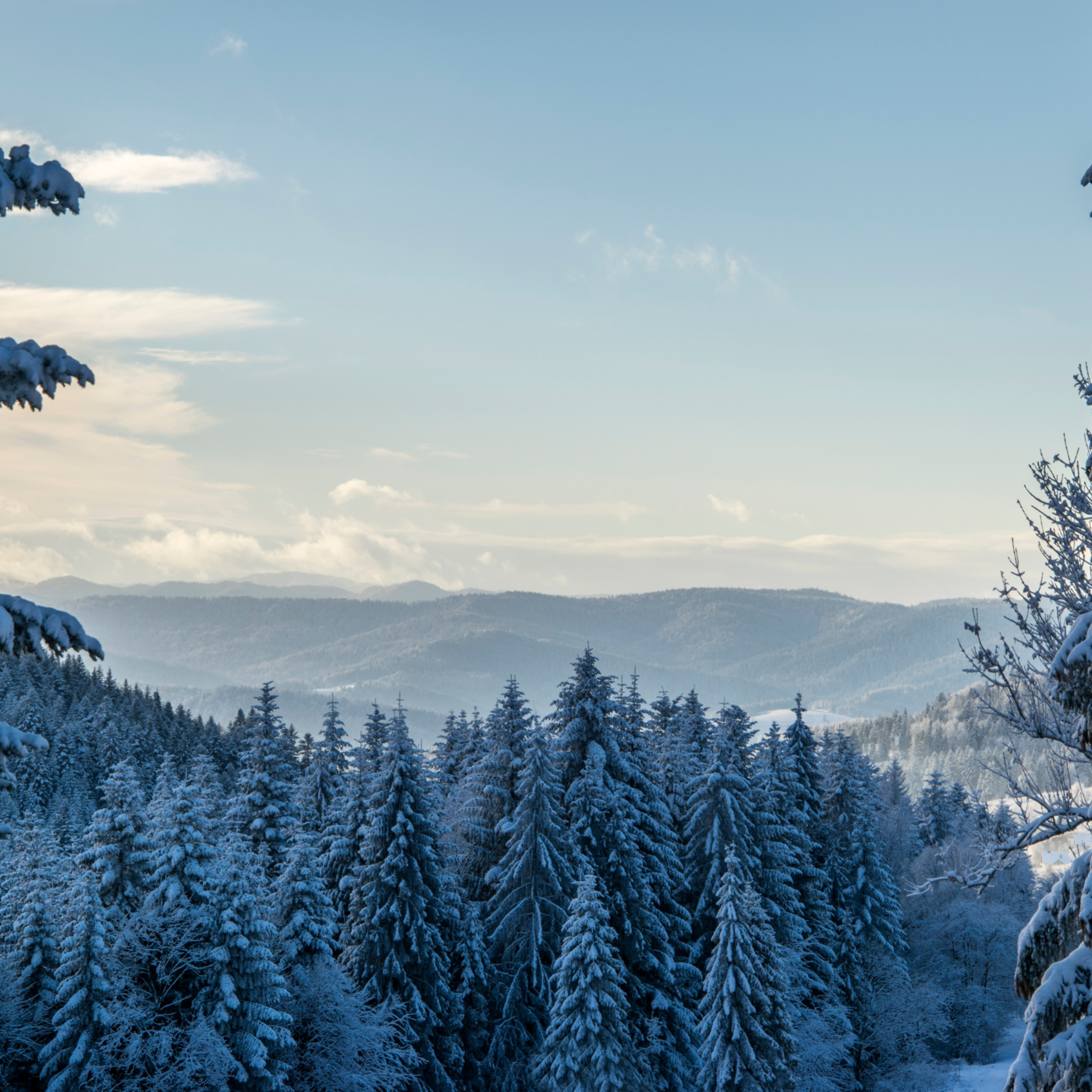 Forever Winter artwork