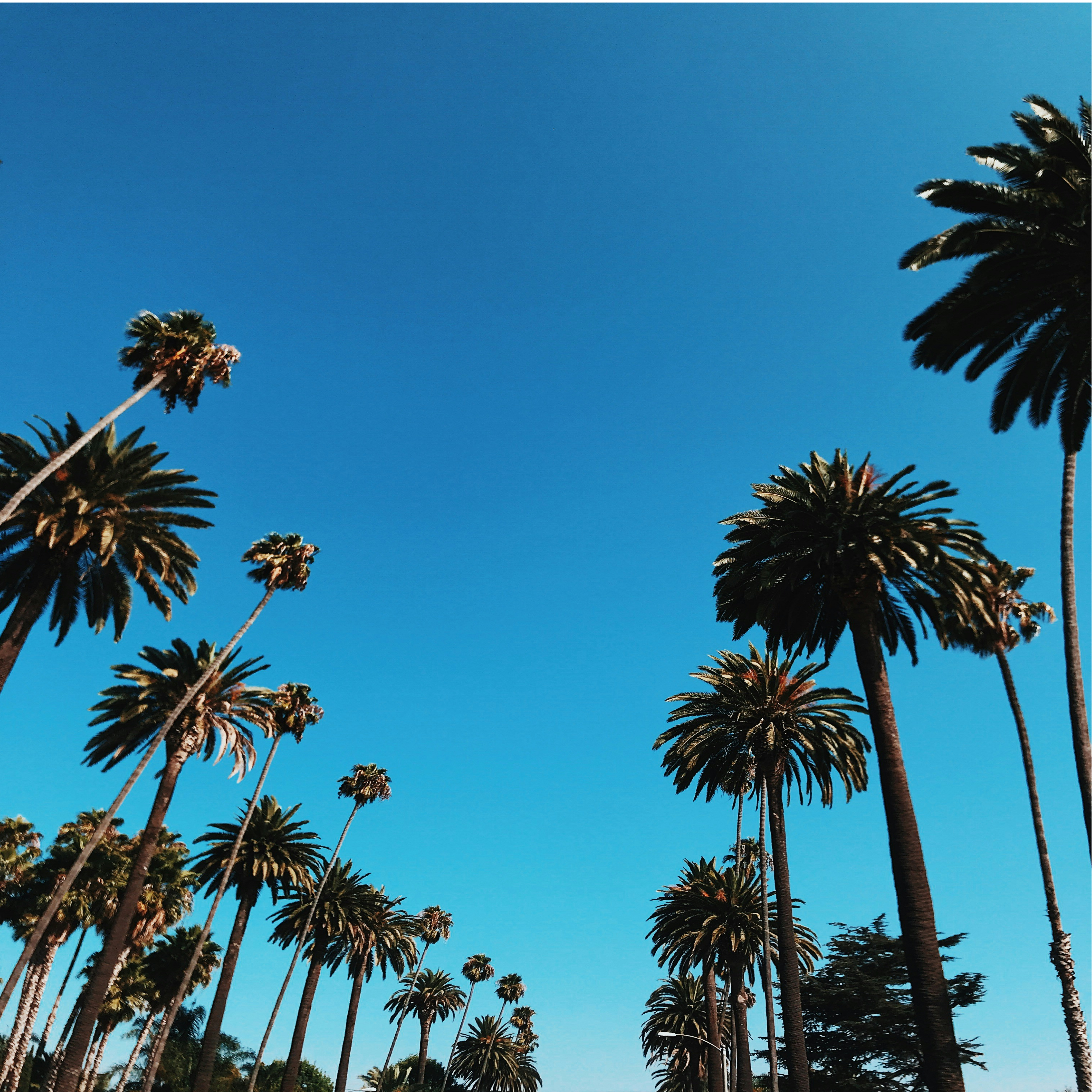 Palm Trees artwork