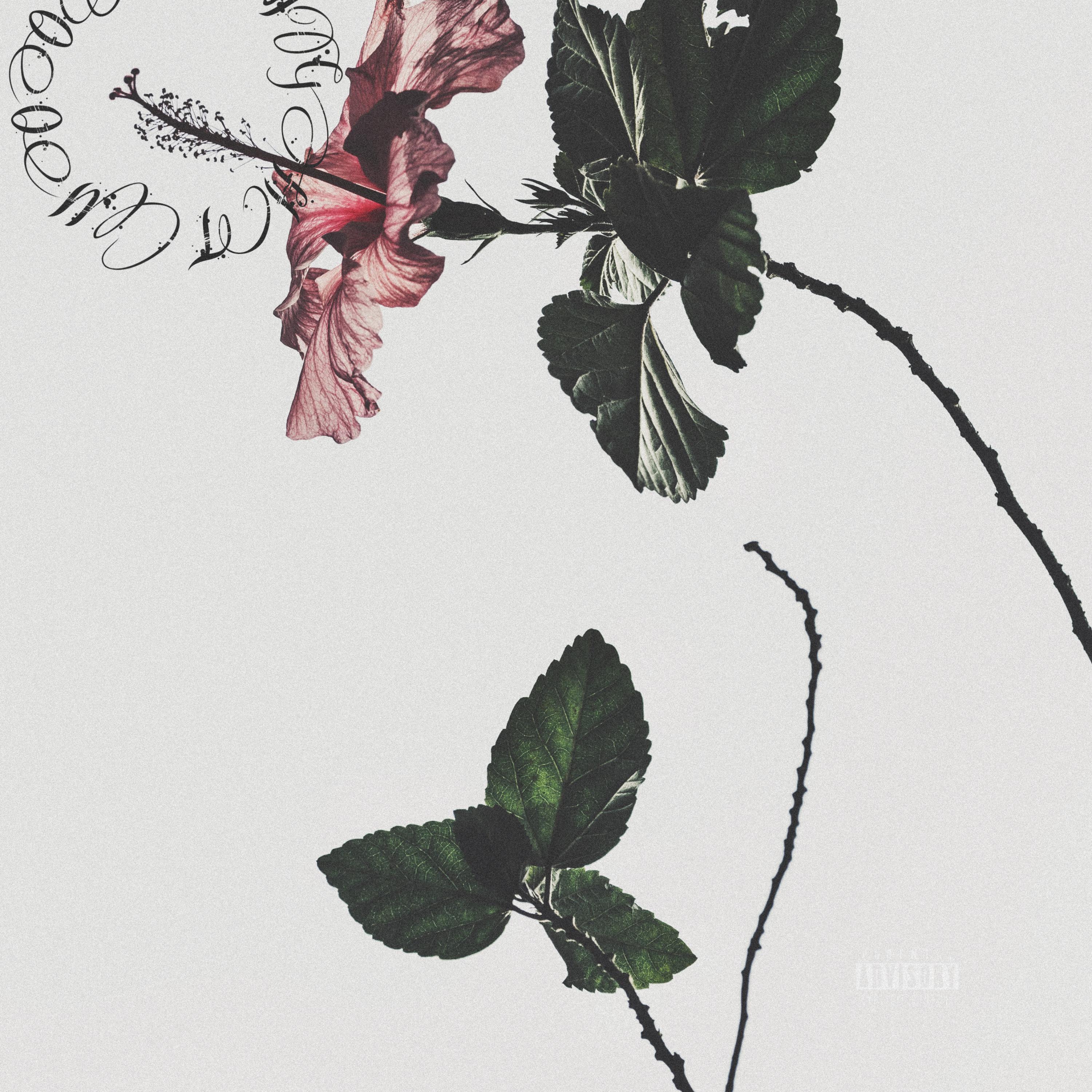 MoonLight artwork