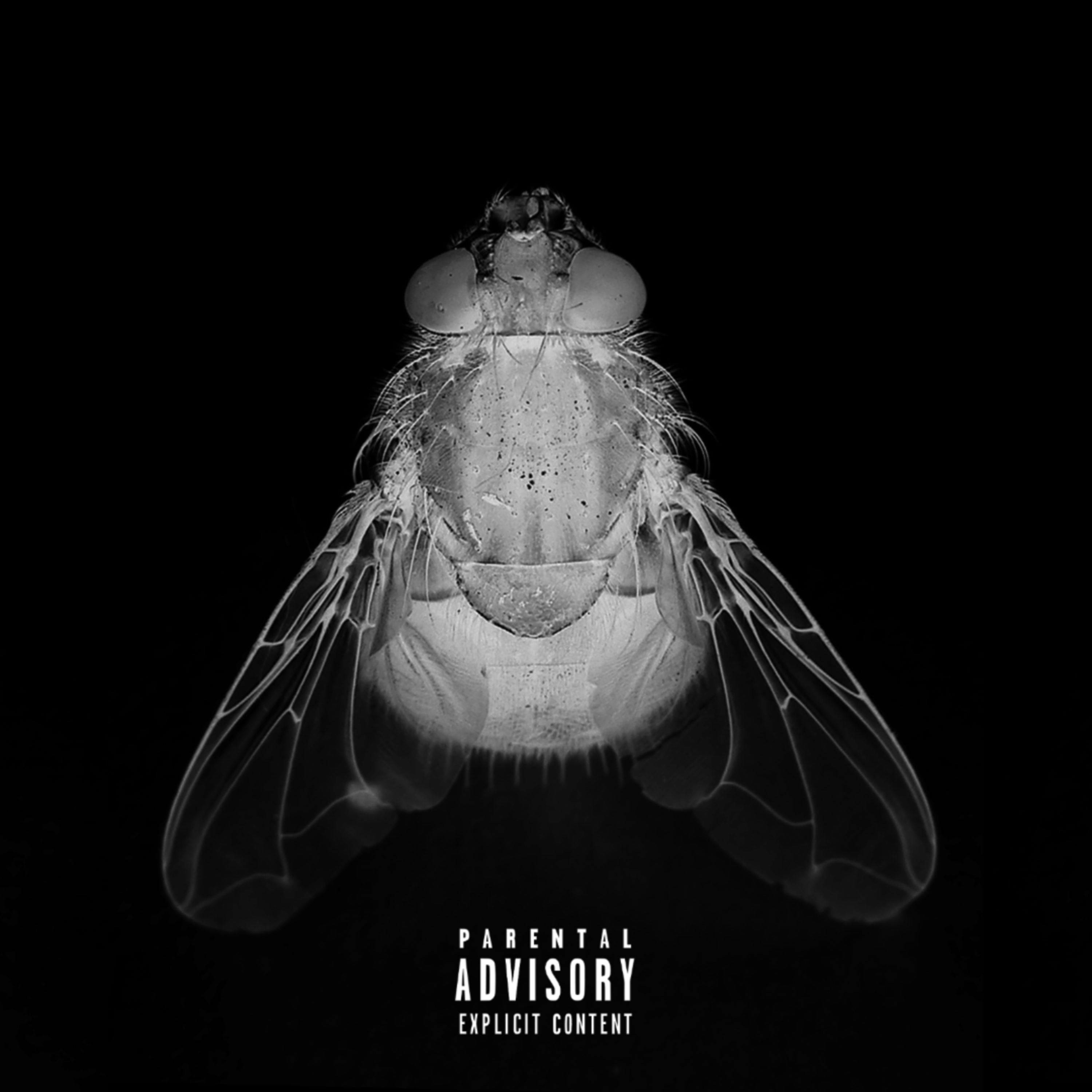 FLY ON THE WALL artwork