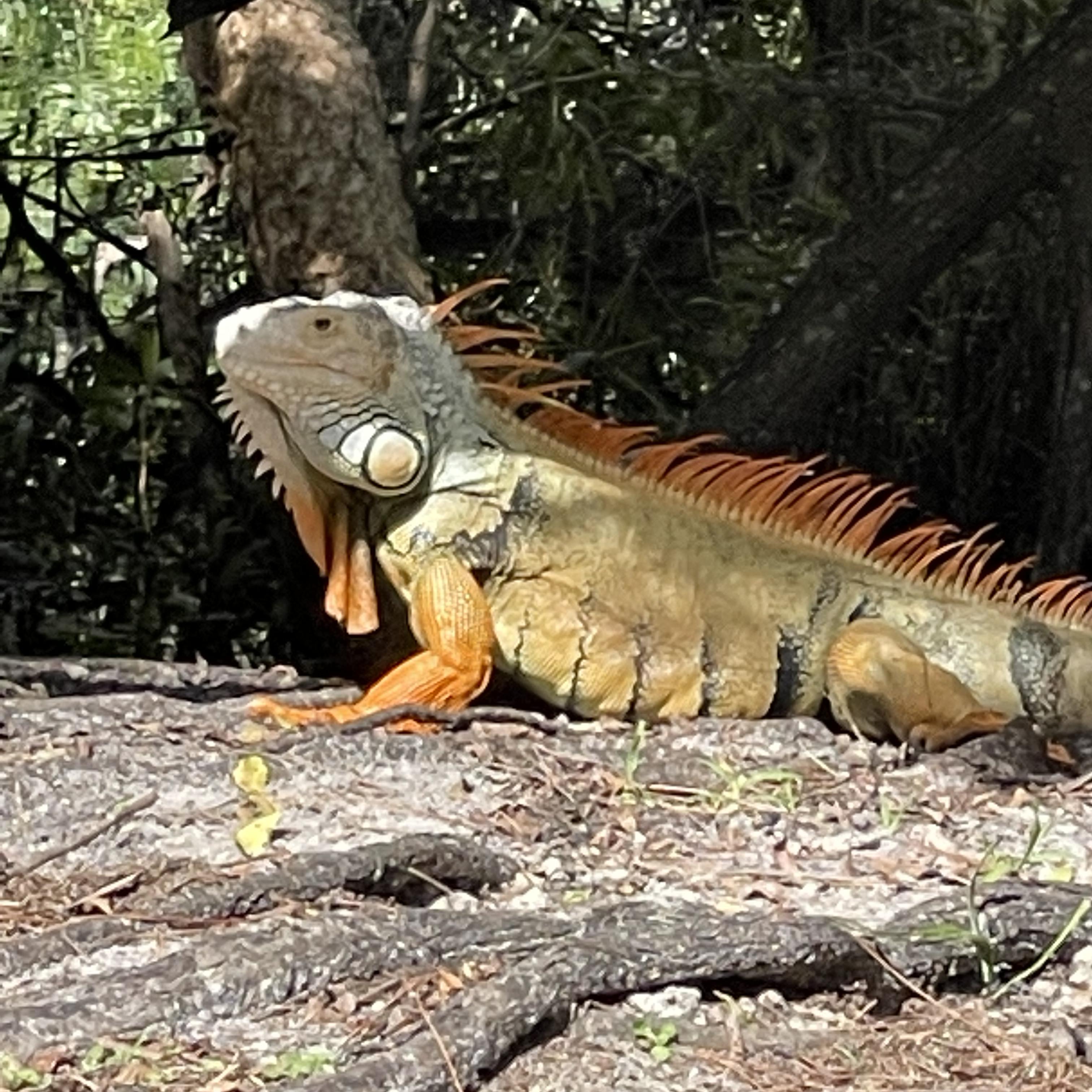 Halloween is here artwork