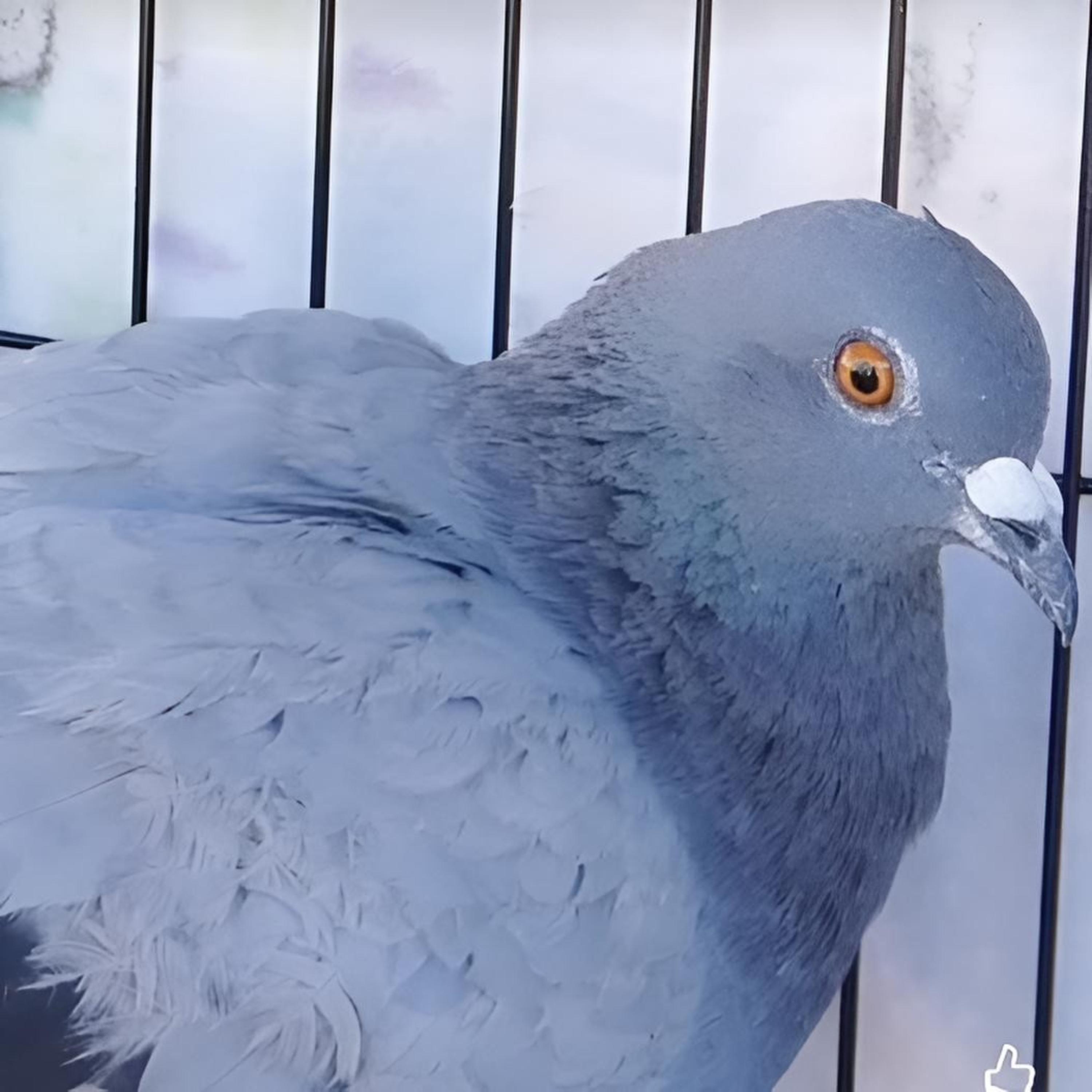Gracie The Pigeon Her Story Of Strength artwork