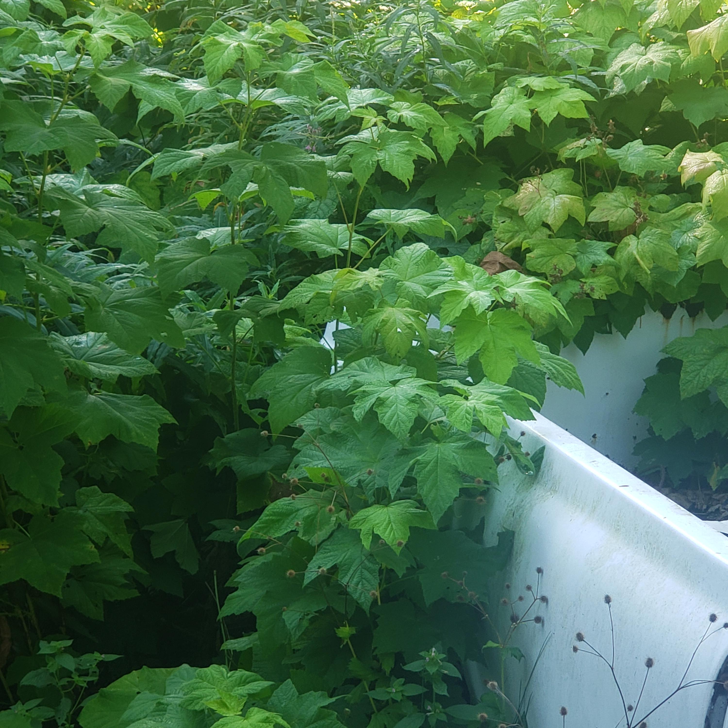 Side Affects artwork