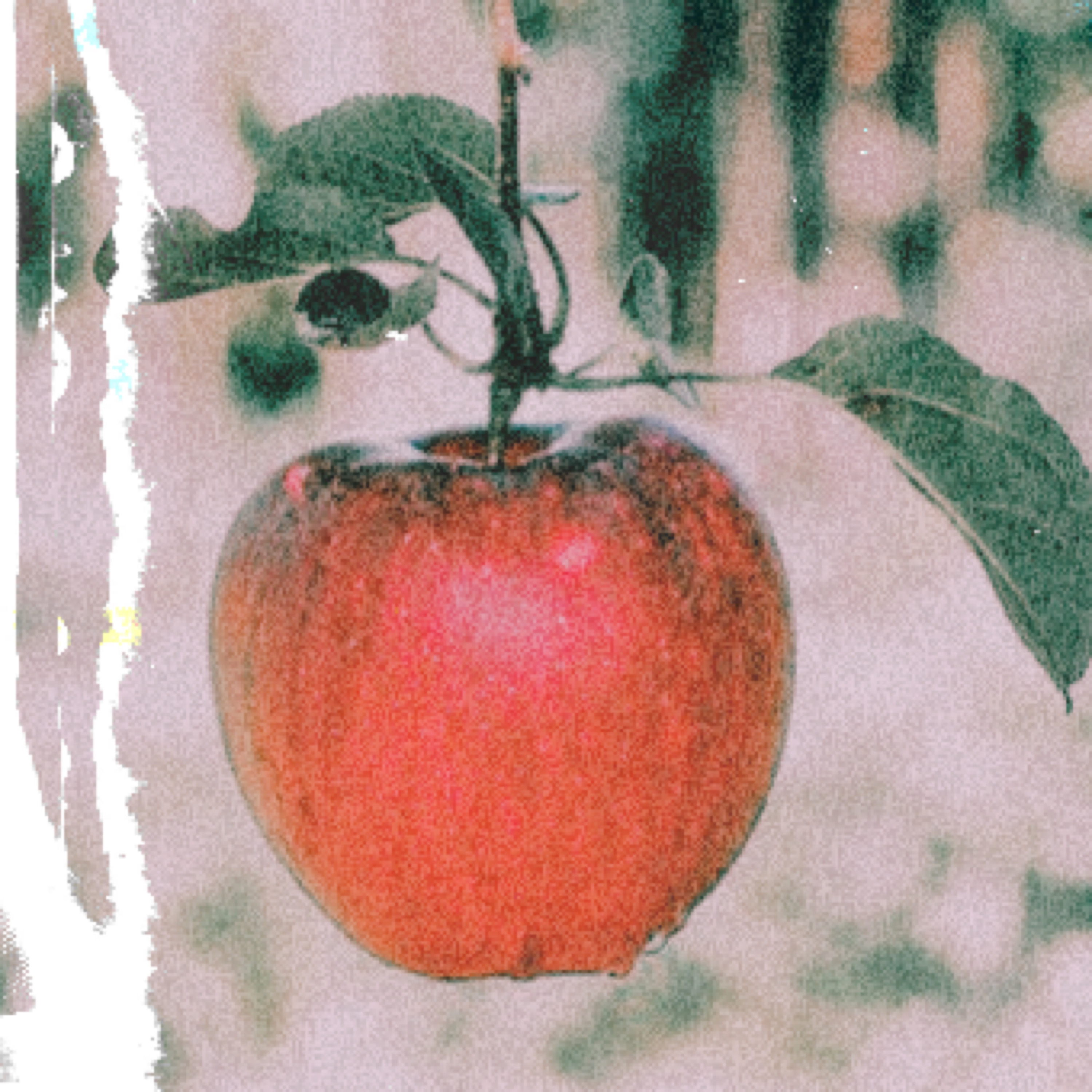 GARDEN OF EDEN 1973 artwork