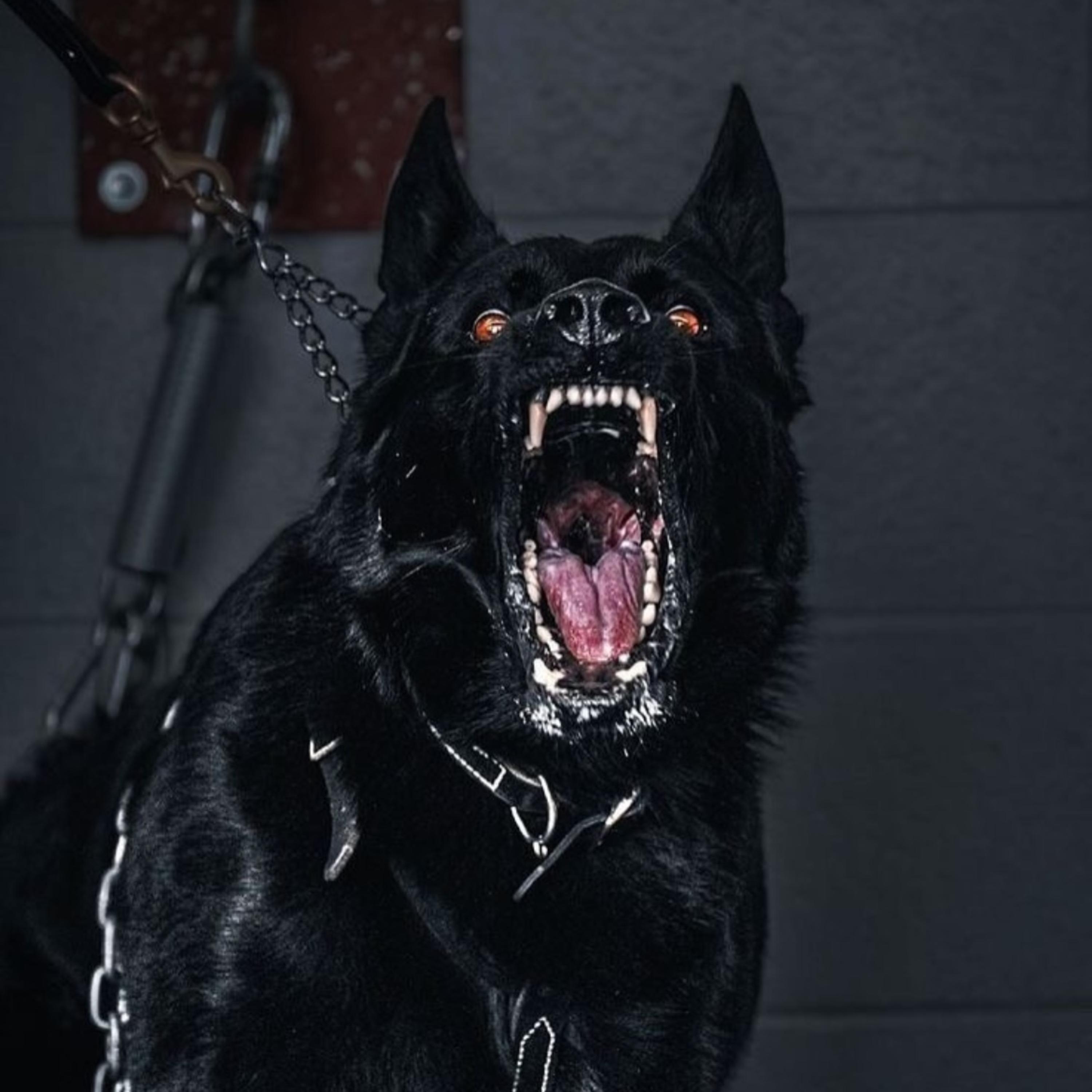 Dog artwork