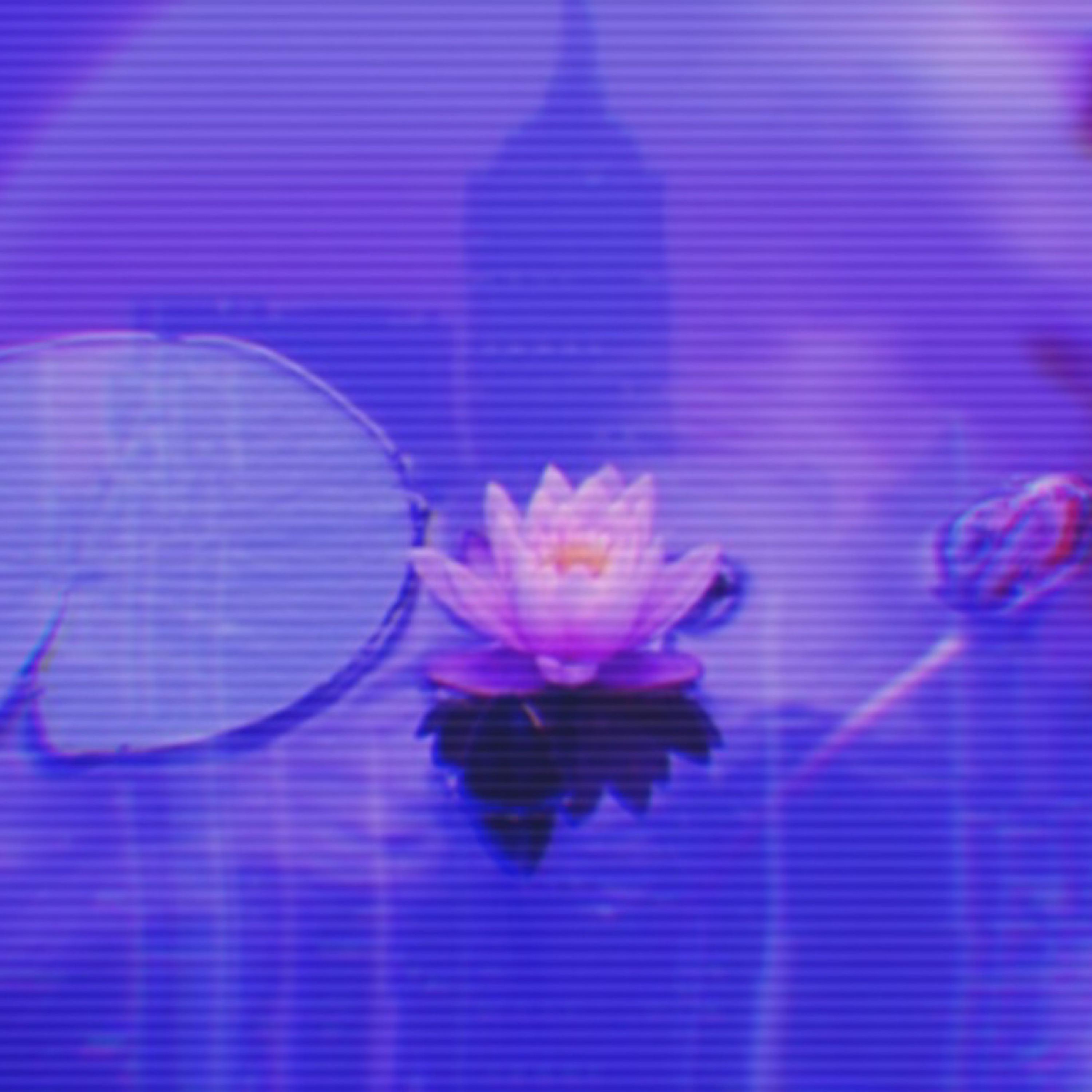 Neon Lotus artwork