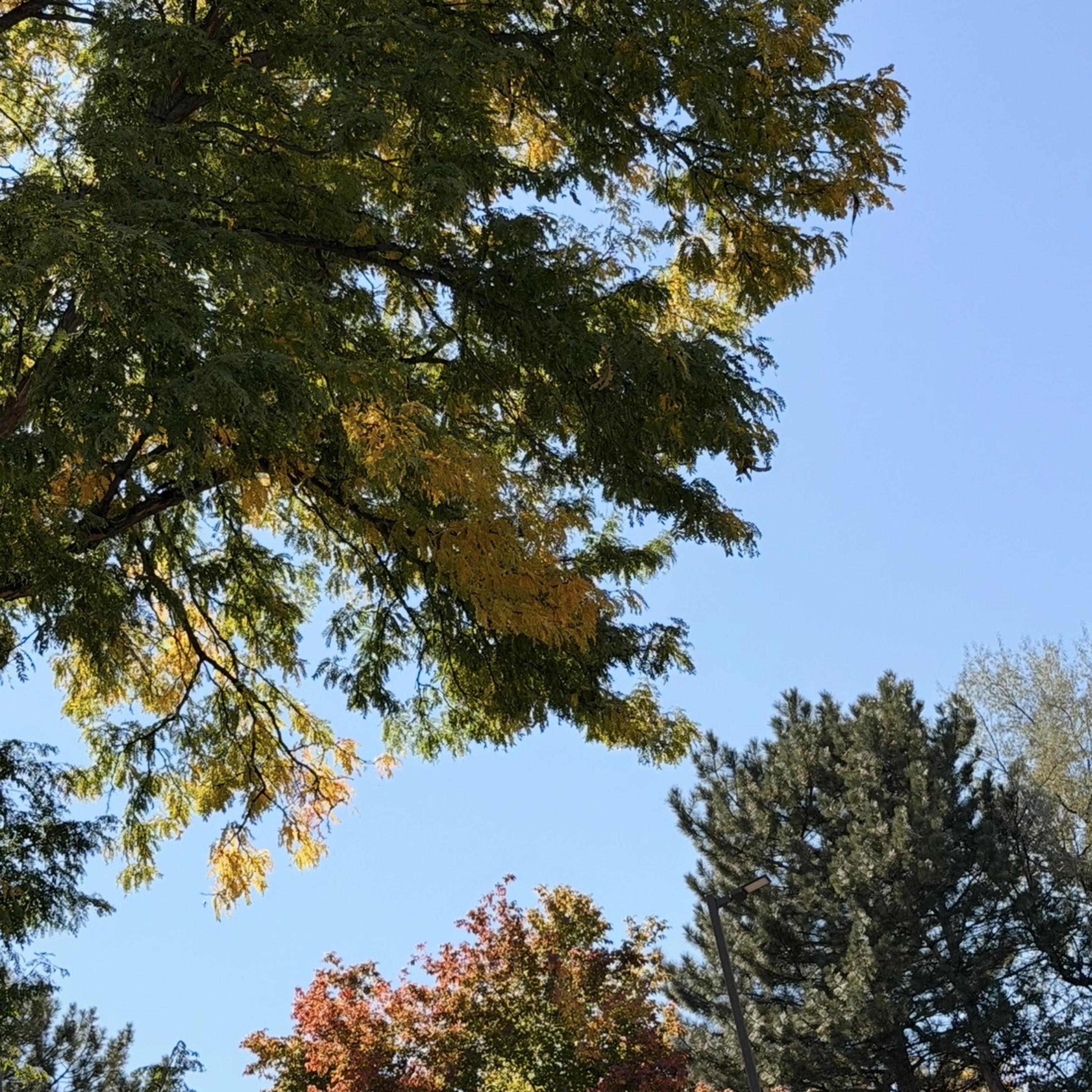 Birds of a Feather artwork