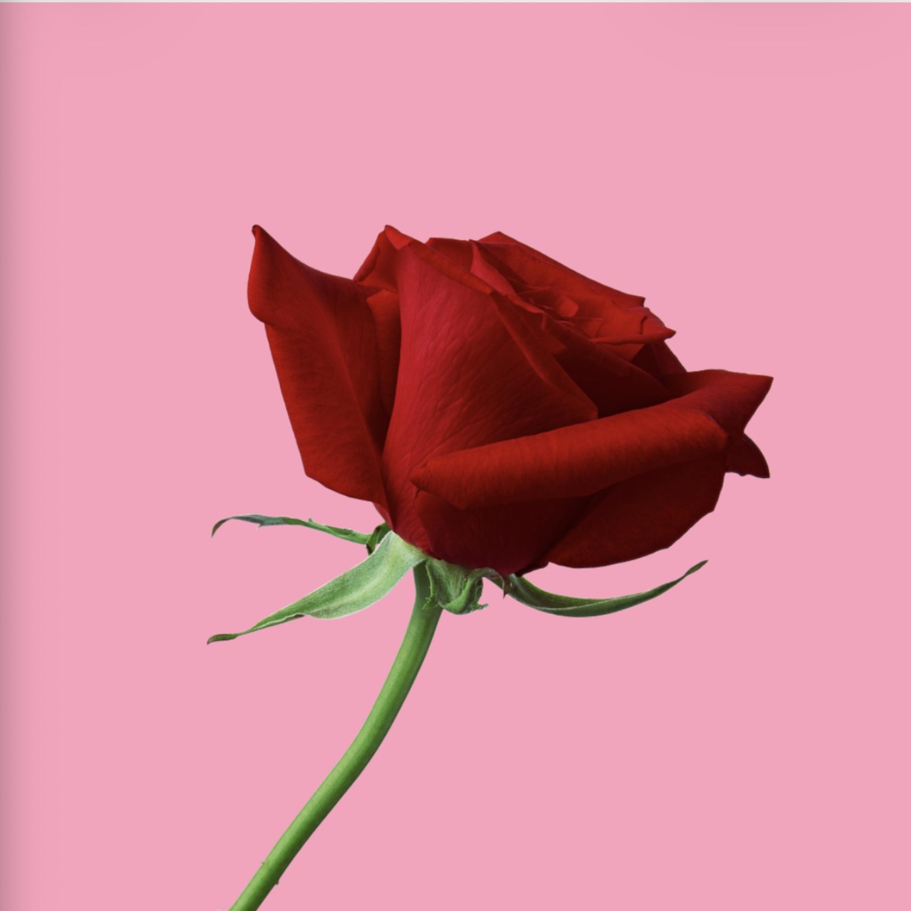 Tryna Get Back To You by King Evans 32 cover art