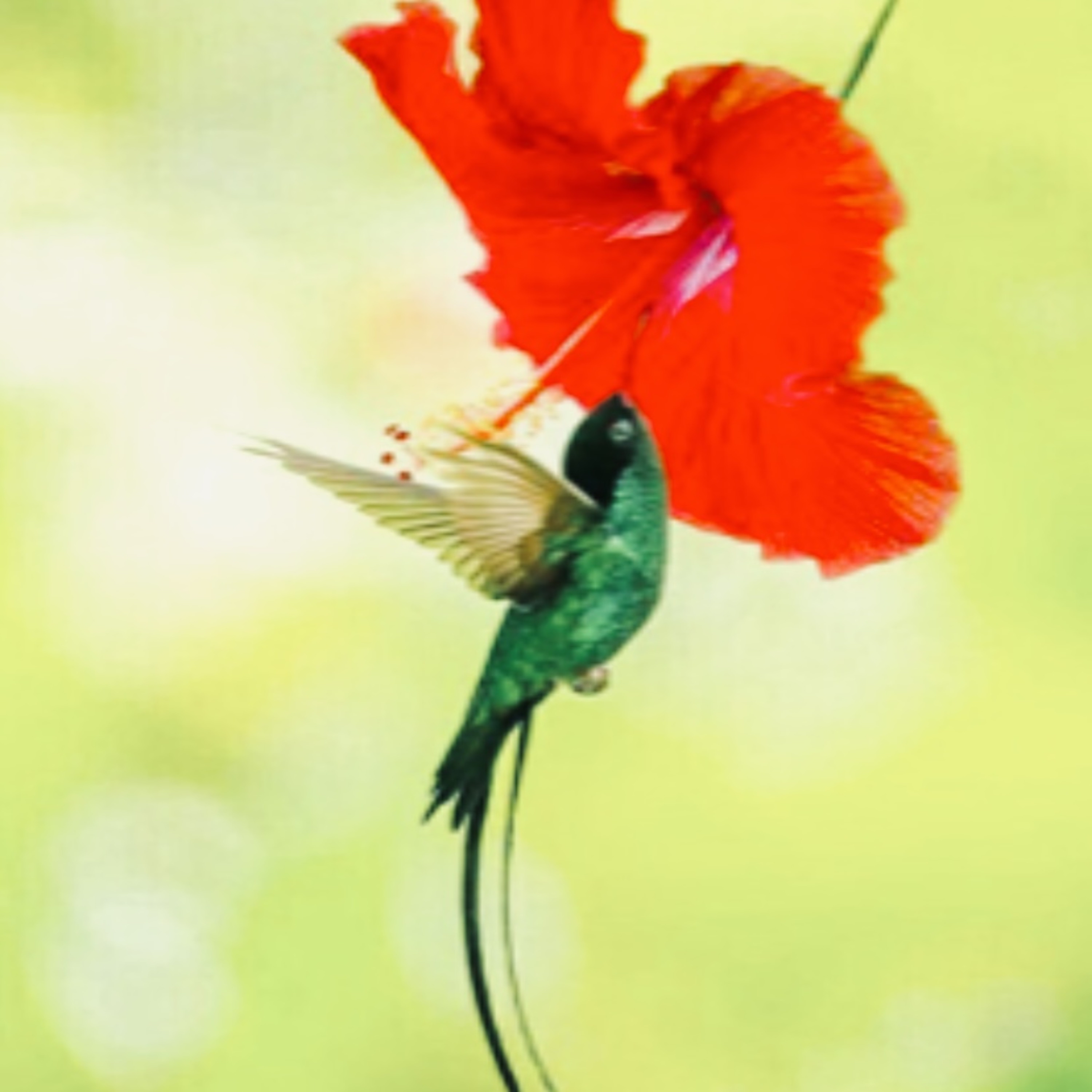 Joyful Joyful Joy artwork