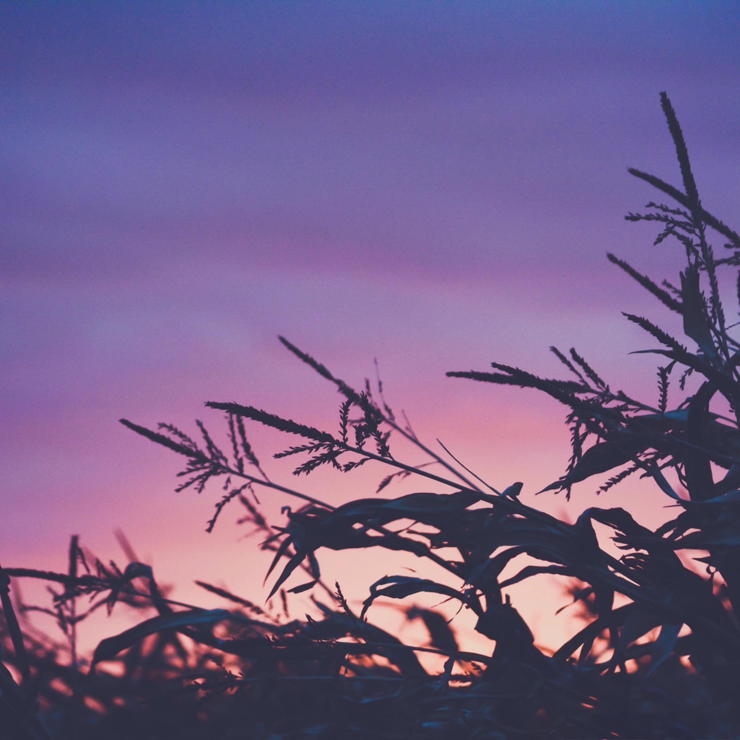 Purple Sunset artwork