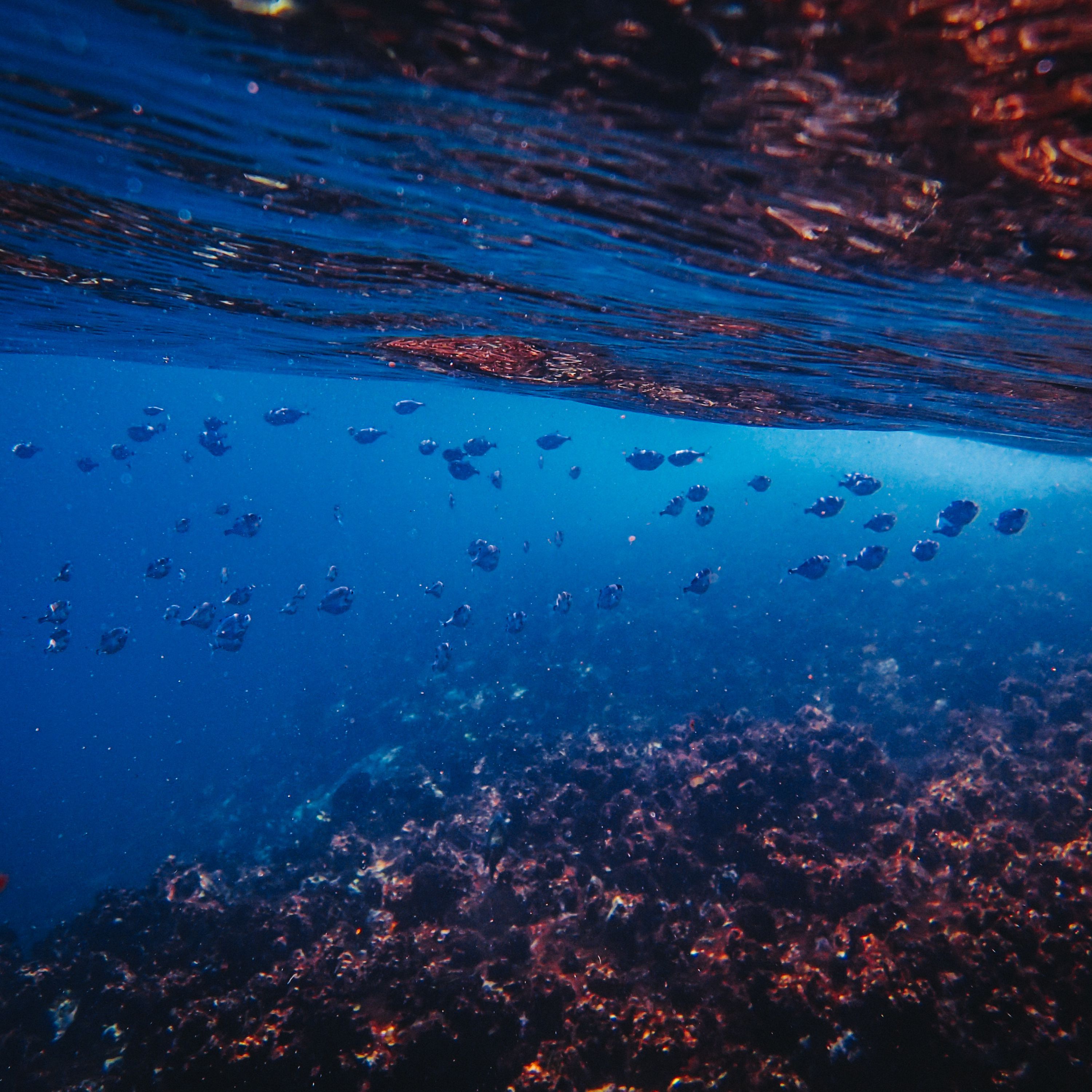 Lapis Lazuli artwork