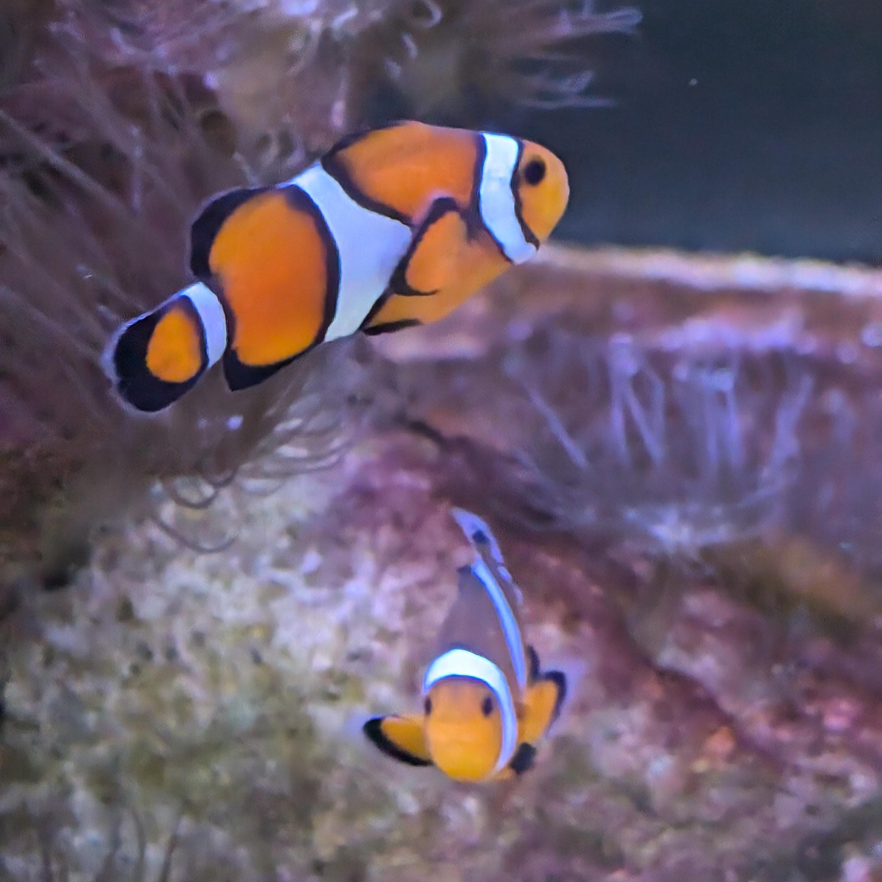 Sea life artwork