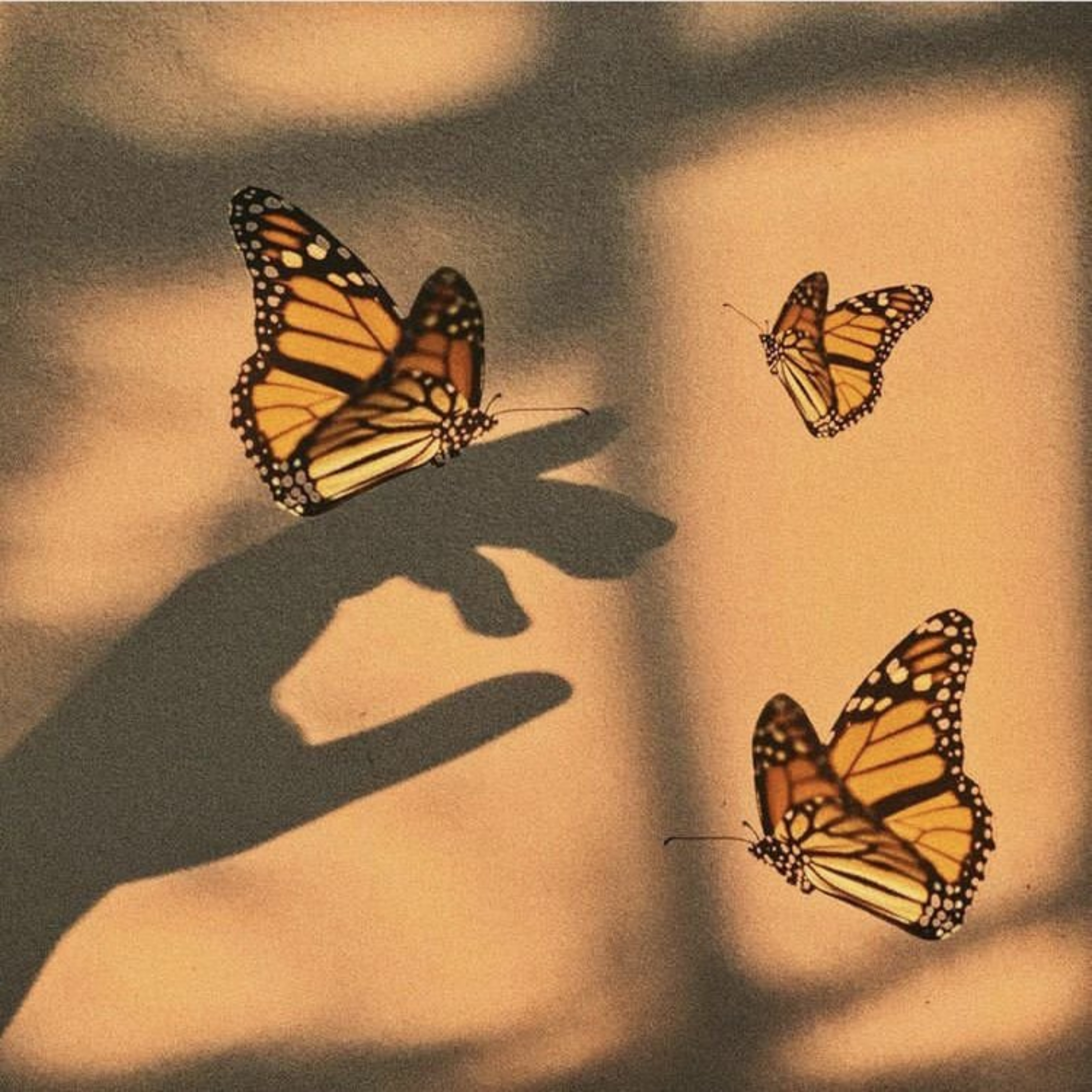 Butterfly artwork