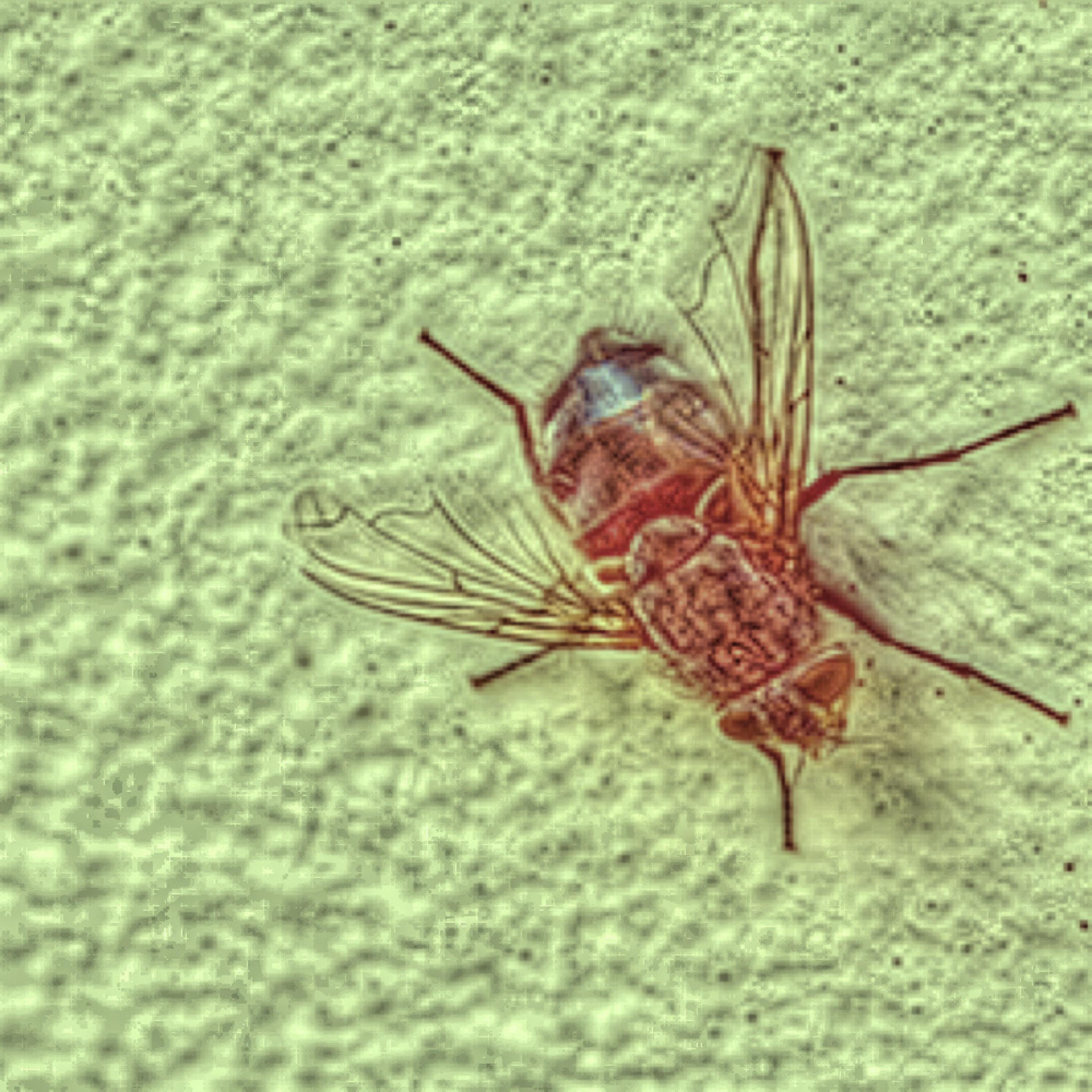 Fly On The Wall artwork
