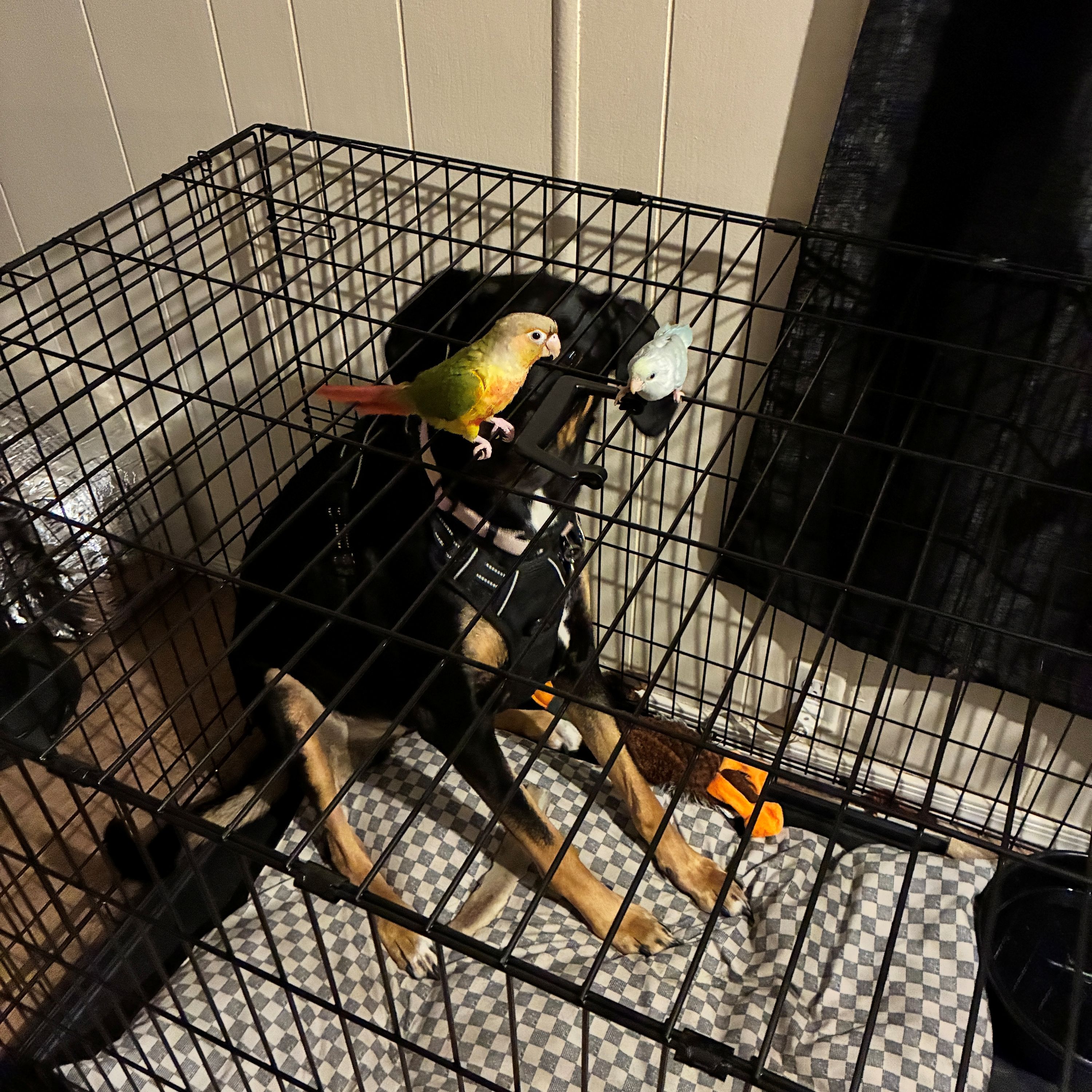 Please Don’t Poop On My Head by The Angry Duckling & His Custom Beats cover art